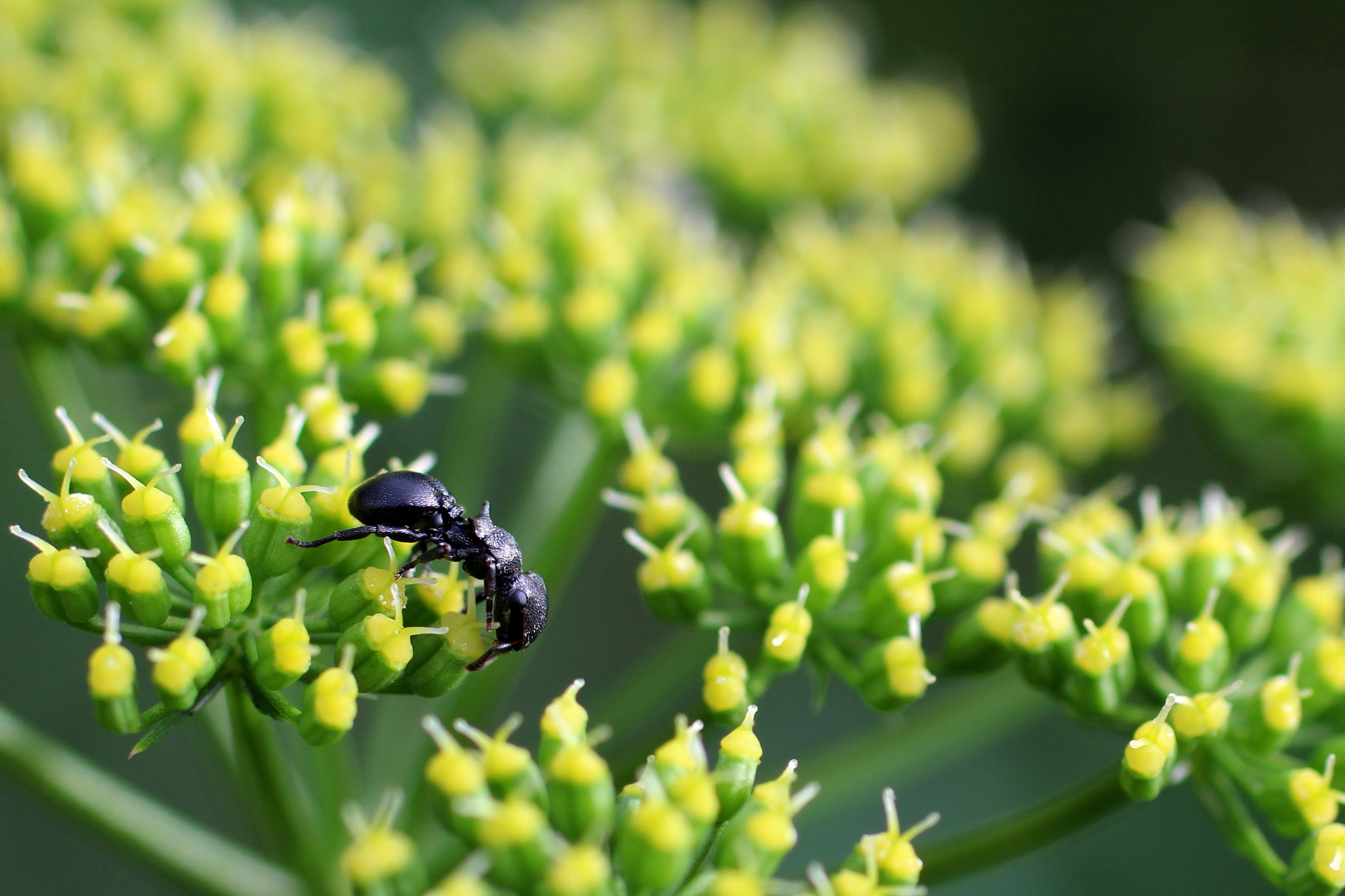 Canon EF 50mm F2.5 Macro sample photo. Que fazes pequena formiga? photography