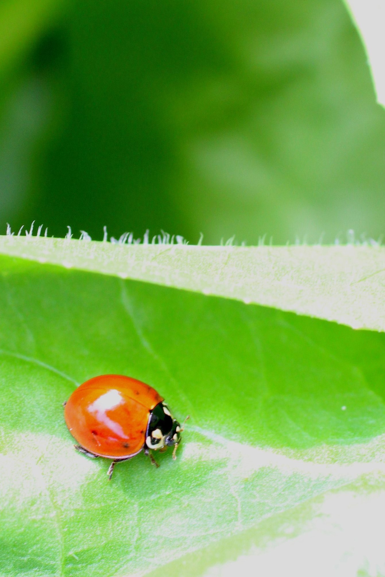 Canon EF 50mm F2.5 Macro sample photo. Passeando pelo jardim photography