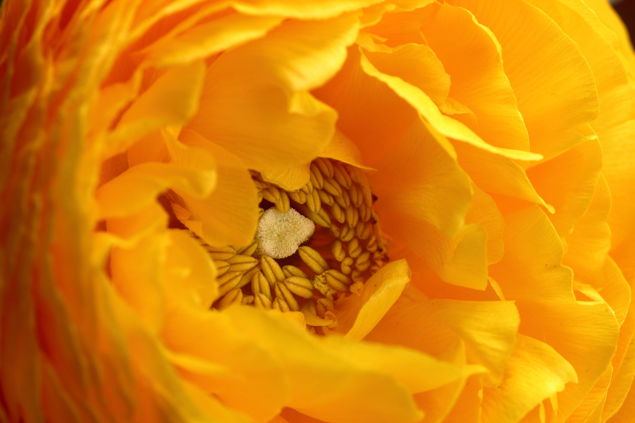 Canon EF 100mm F2.8 Macro USM sample photo. Yellow bloom photography