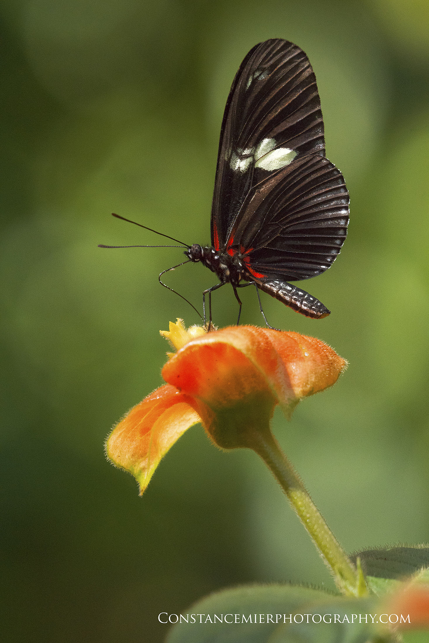 Sony ILCA-77M2 + Sony 70-400mm F4-5.6 G SSM sample photo. Doris longwing photography