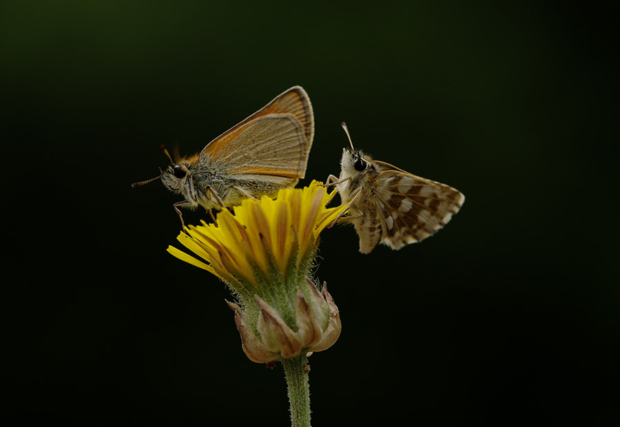 smc PENTAX-FA Macro 100mm F2.8 sample photo. Burefly photography