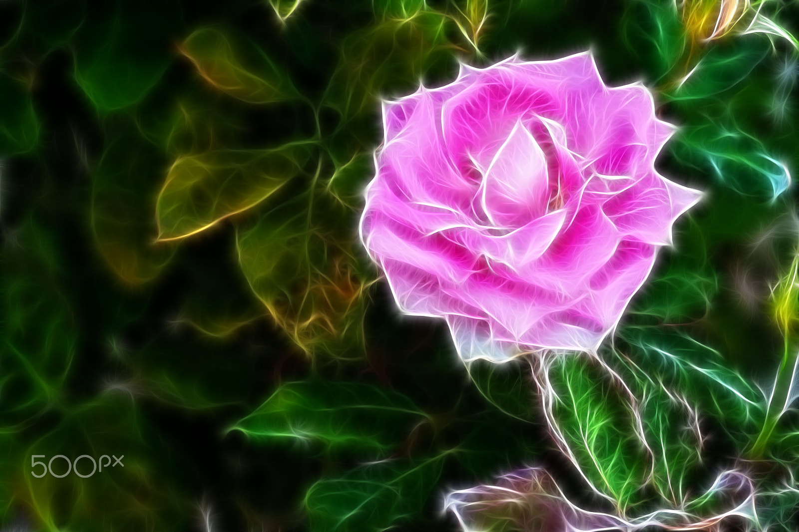 Canon EOS 500D (EOS Rebel T1i / EOS Kiss X3) + Canon EF 85mm F1.8 USM sample photo. Background image of roses photography