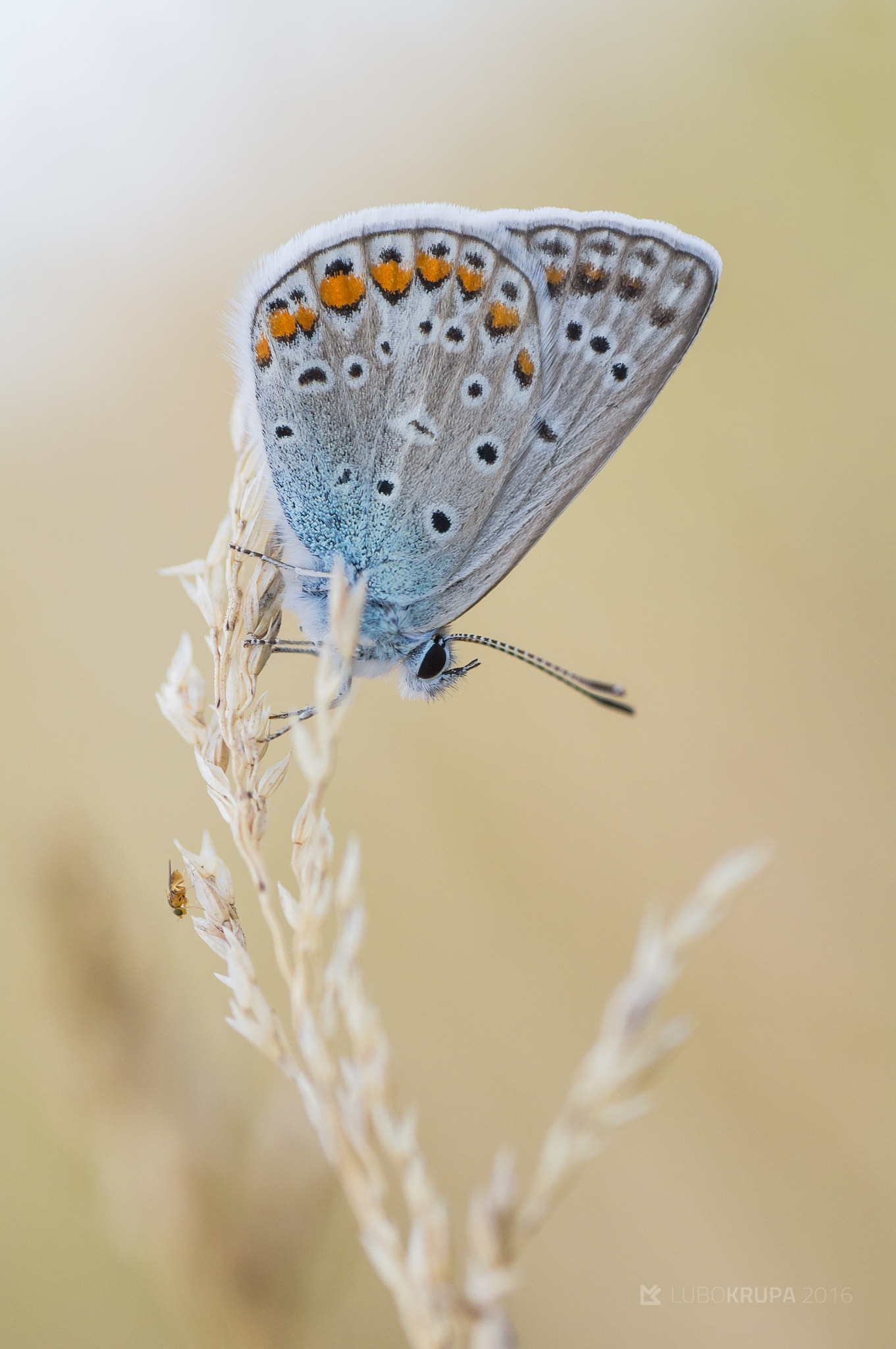 Pentax K-r + Tamron SP AF 90mm F2.8 Di Macro sample photo. Polyommatus icarus photography