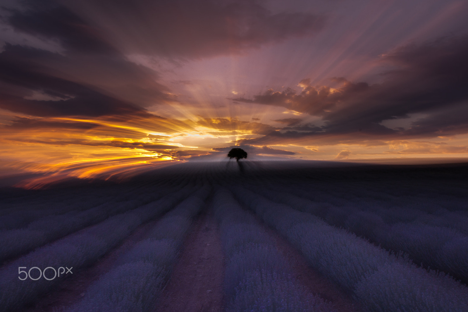 Sigma 17-70mm F2.8-4 DC Macro OS HSM sample photo. Abstract sunset (lavender field) photography