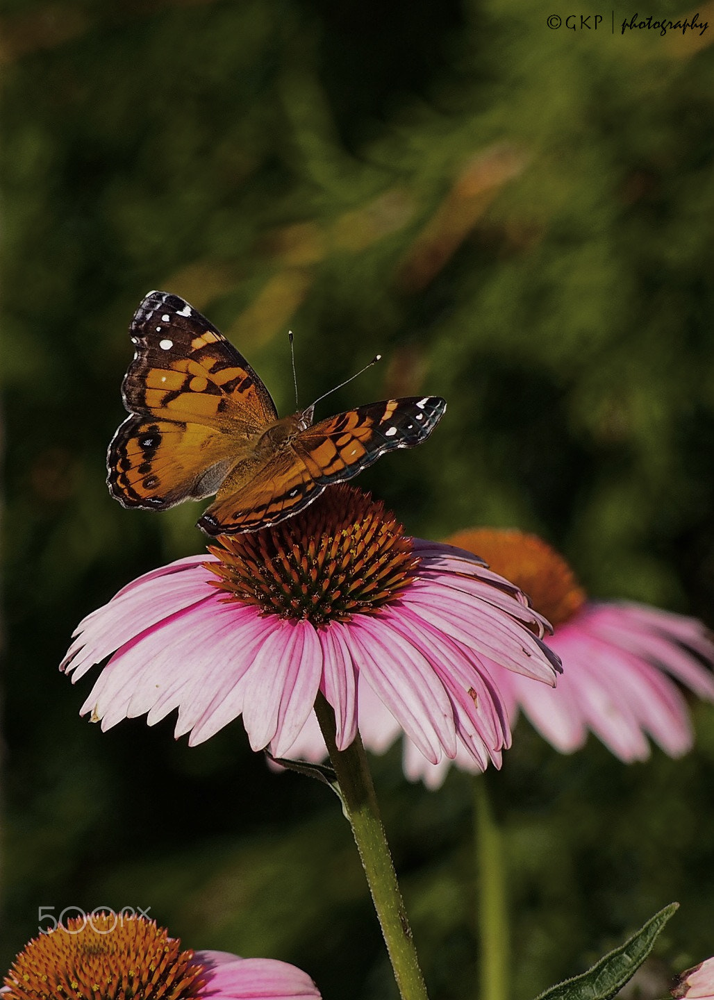 Olympus OM-D E-M5 + Panasonic Lumix G Vario 45-200mm F4-5.6 OIS sample photo. Monarch butterfly - along with purple cone photography