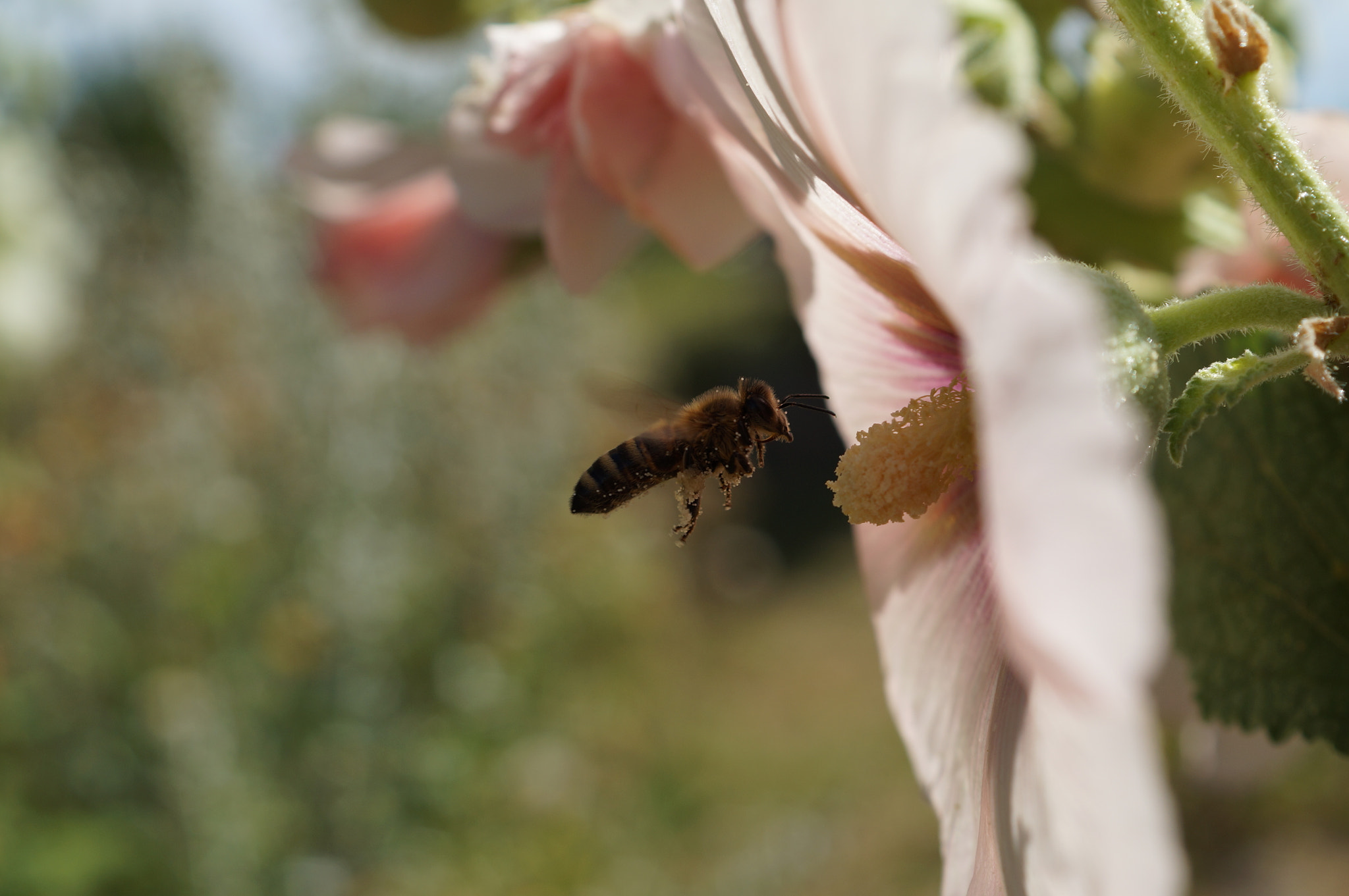 Sony SLT-A57 + Sony DT 30mm F2.8 Macro SAM sample photo. Bee photography