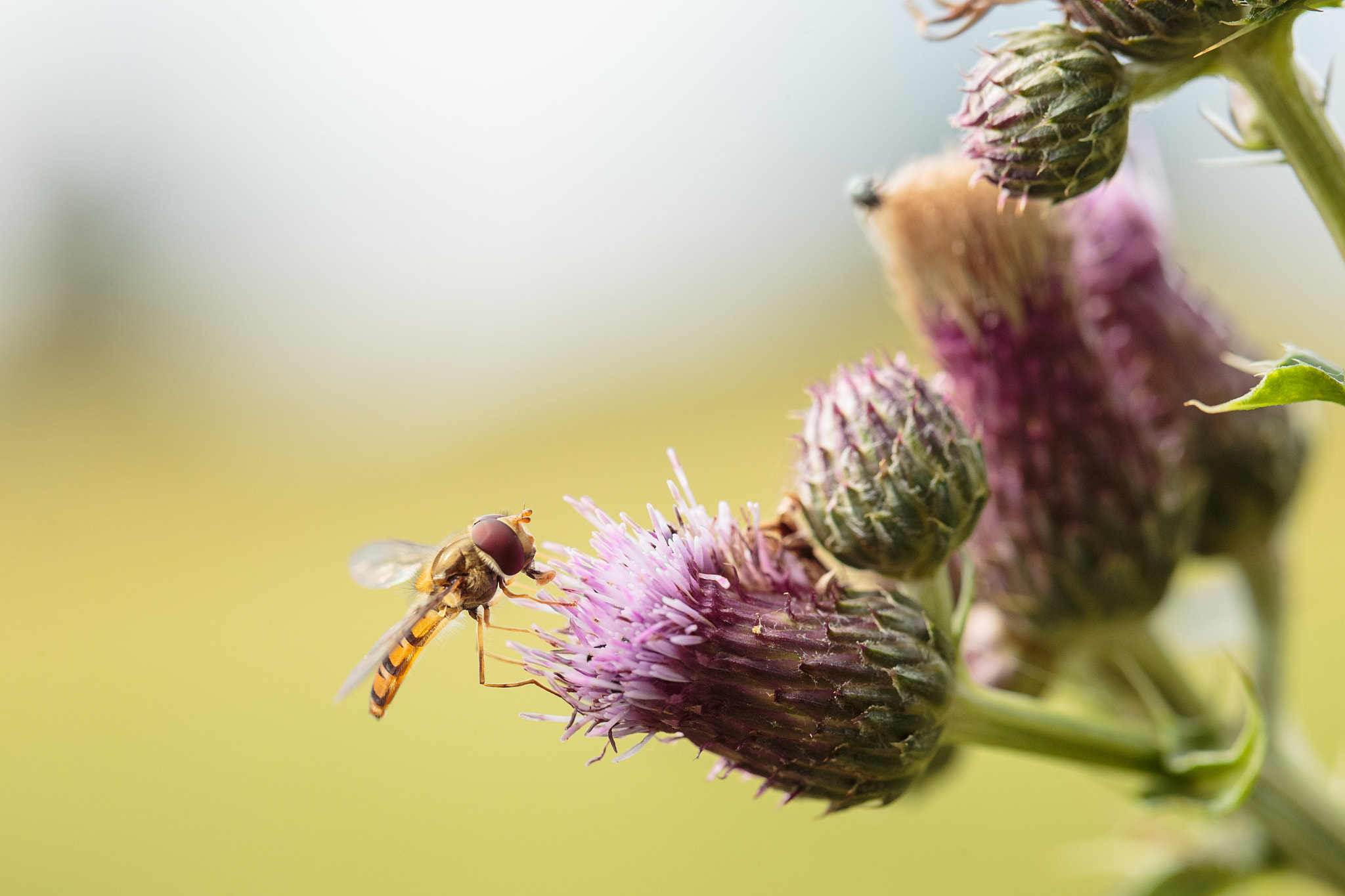 Canon EF 100mm F2.8L Macro IS USM sample photo. Hoverfly feeding on a thistle photography