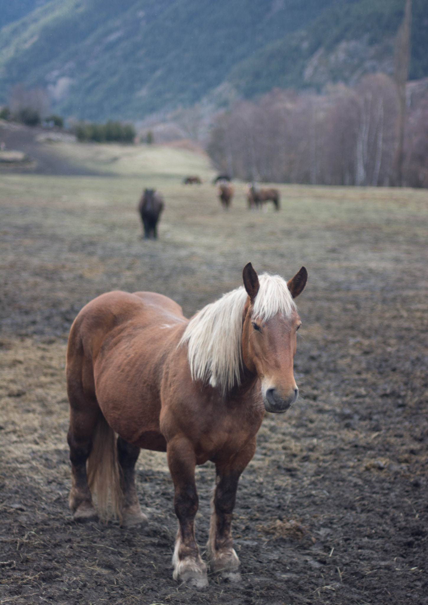 Nikon D7100 + AF Nikkor 50mm f/1.4 sample photo. El cavall photography