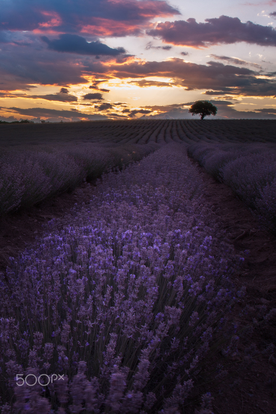 Sigma 17-70mm F2.8-4 DC Macro OS HSM sample photo. Lavender sunset photography