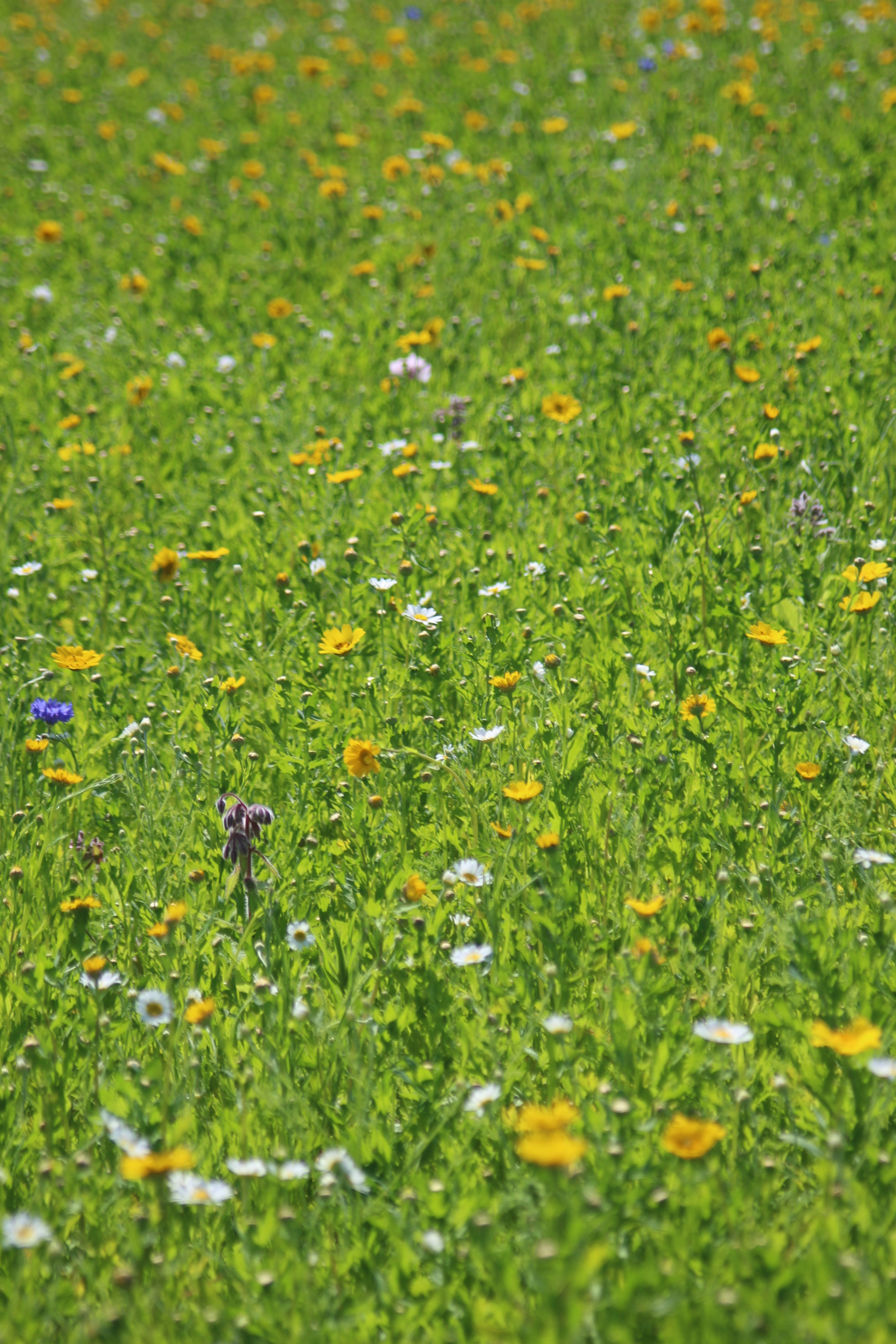 Canon EF 35-105mm f/3.5-4.5 sample photo. Summer meadow flowers, hampshire, england. photography