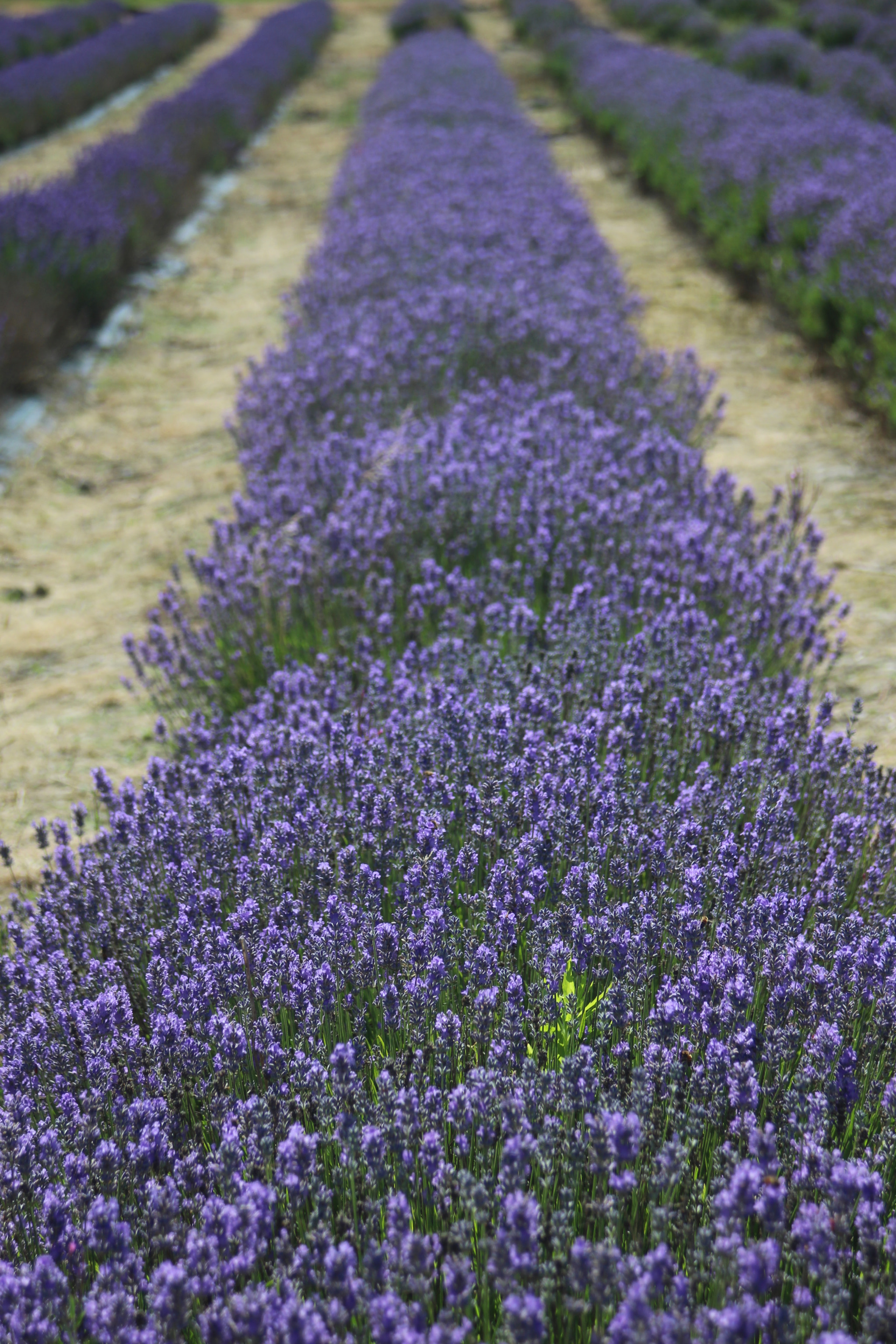 Canon EOS 100D (EOS Rebel SL1 / EOS Kiss X7) + Canon EF 35-105mm f/3.5-4.5 sample photo. Lavender fields, hampshire. england. photography