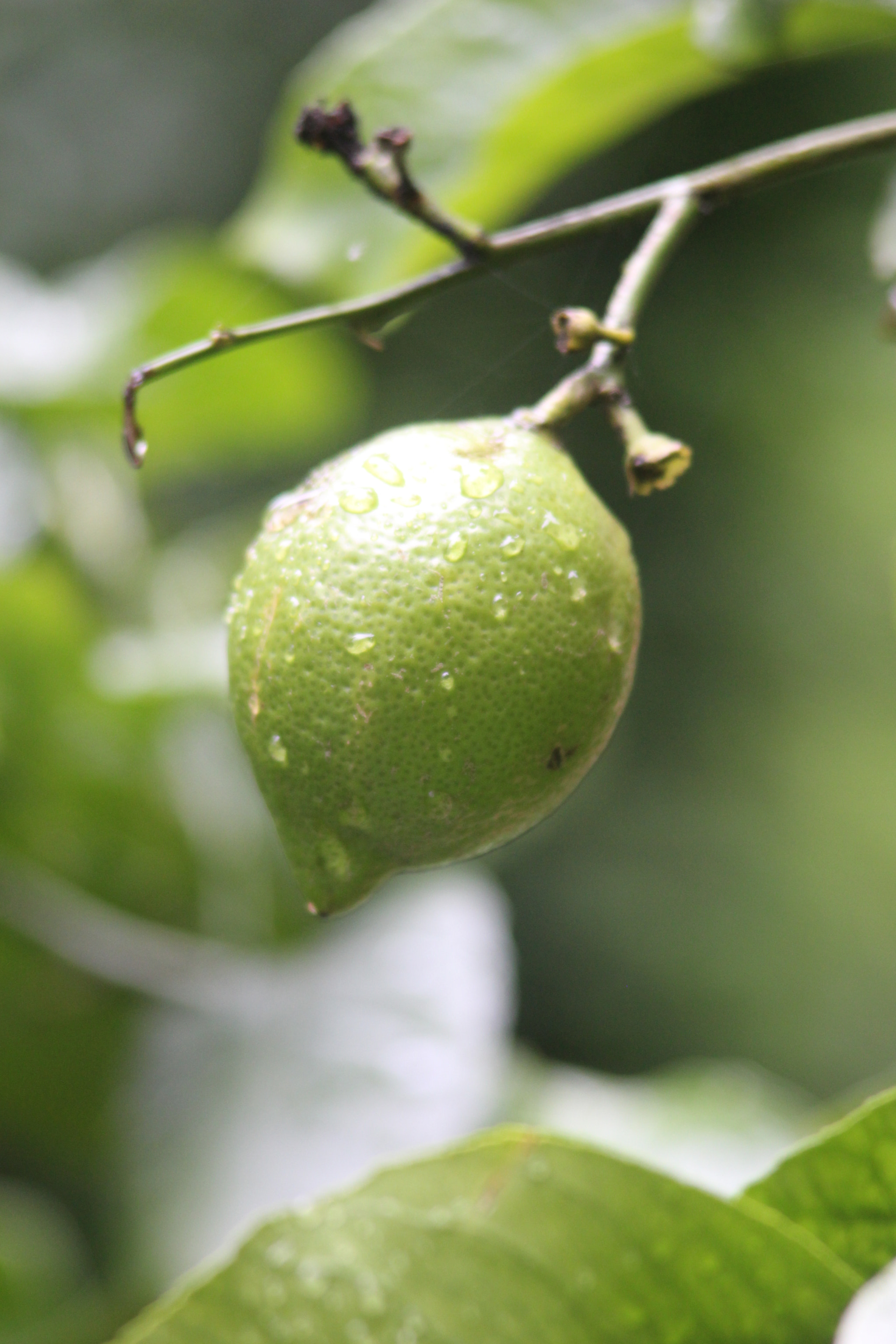 Canon EF 35-105mm f/3.5-4.5 sample photo. Lemon looking like a lime, laverstoke. england photography