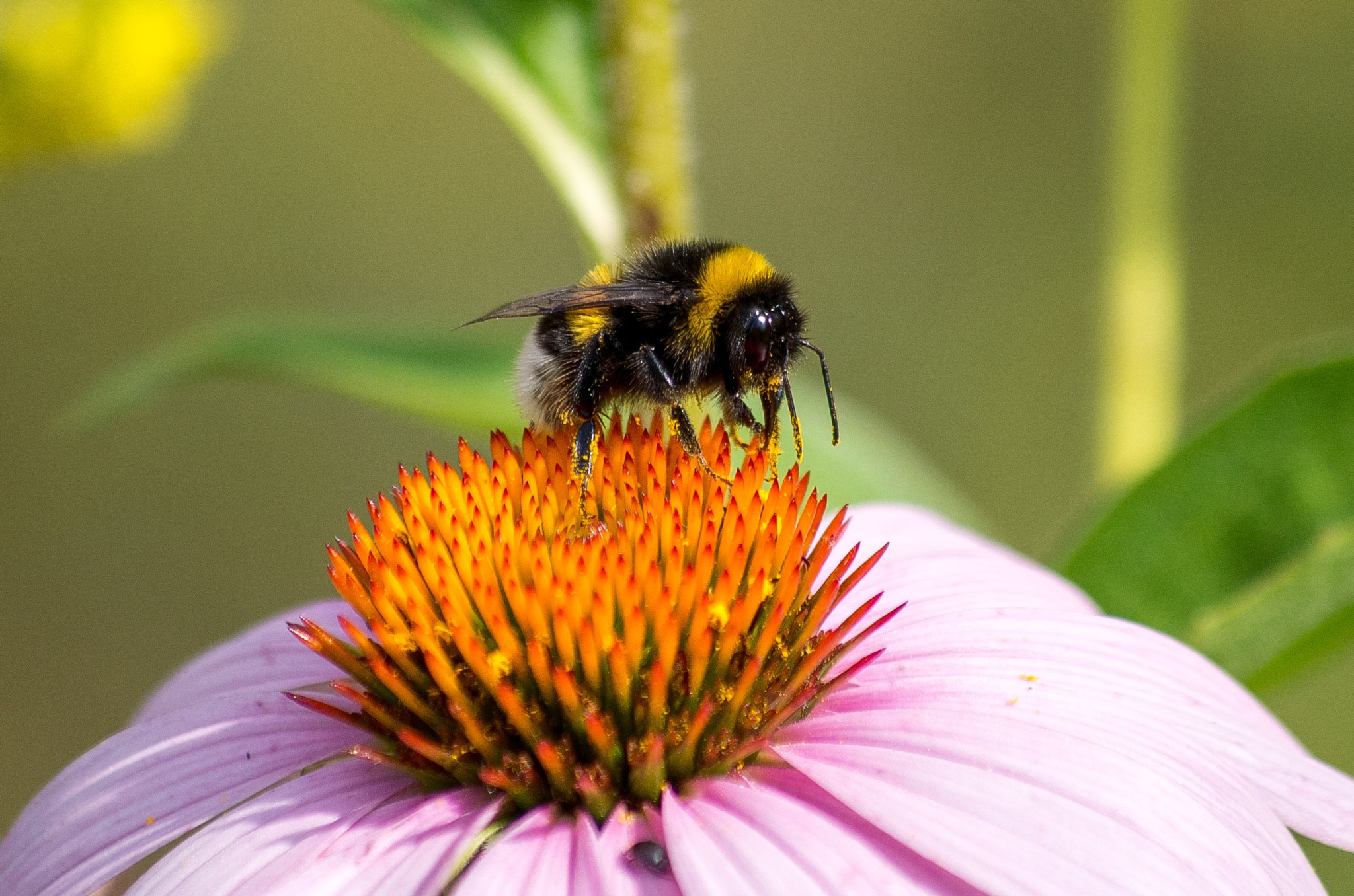 Pentax K-30 sample photo. Shrill carder bee // bombus sylvarum photography