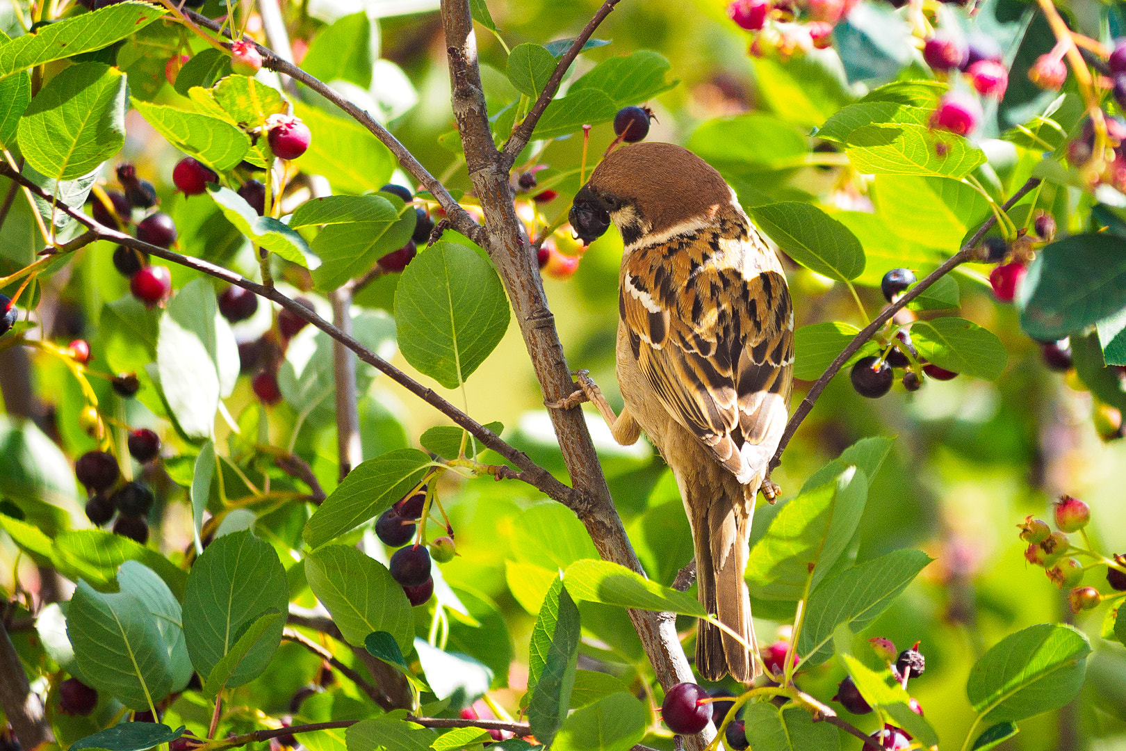 Olympus OM-D E-M5 II sample photo. Olympus digital camera photography
