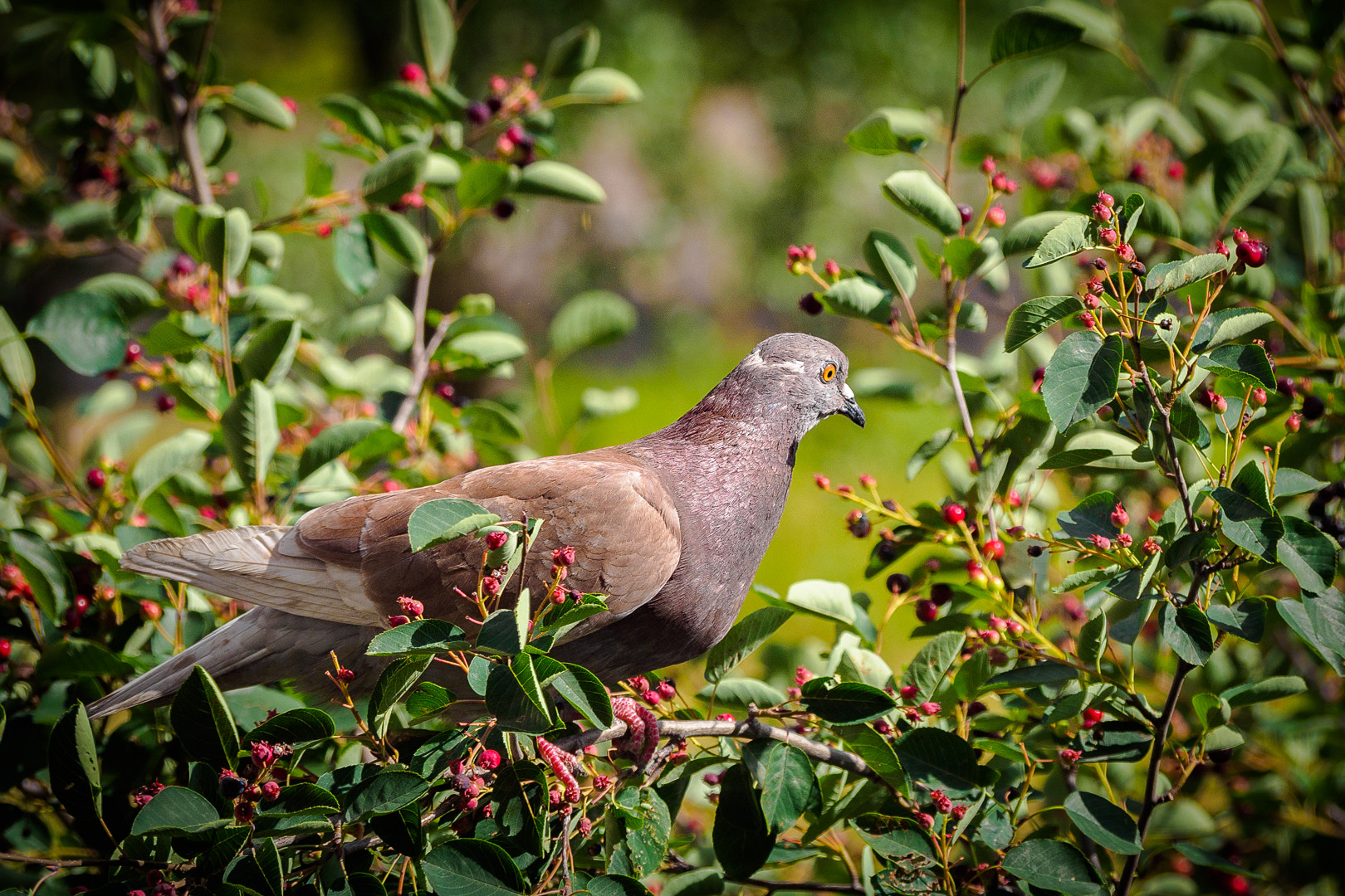 Olympus OM-D E-M5 II sample photo. Olympus digital camera photography