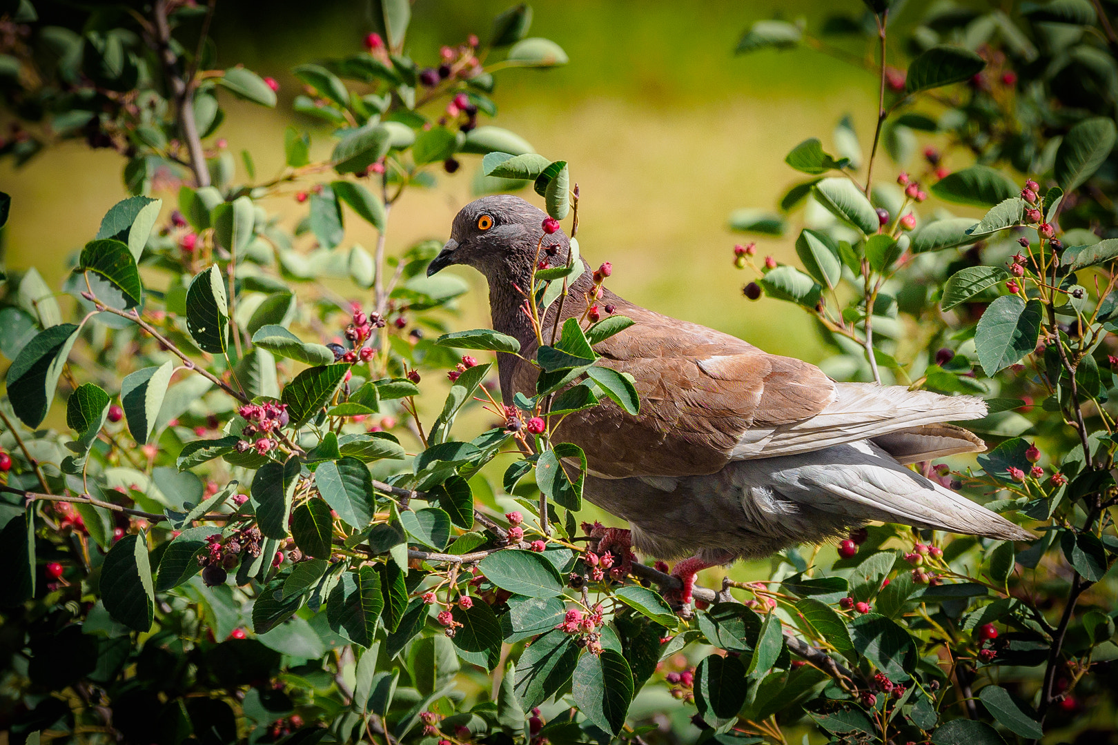 Olympus OM-D E-M5 II sample photo. Olympus digital camera photography