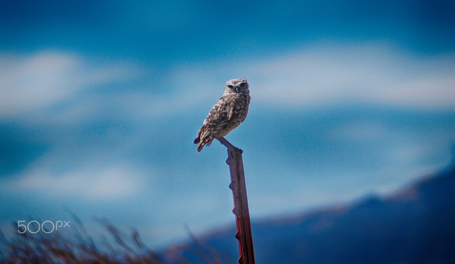 Nikon D60 sample photo. Burrowing owl (endangered) photography
