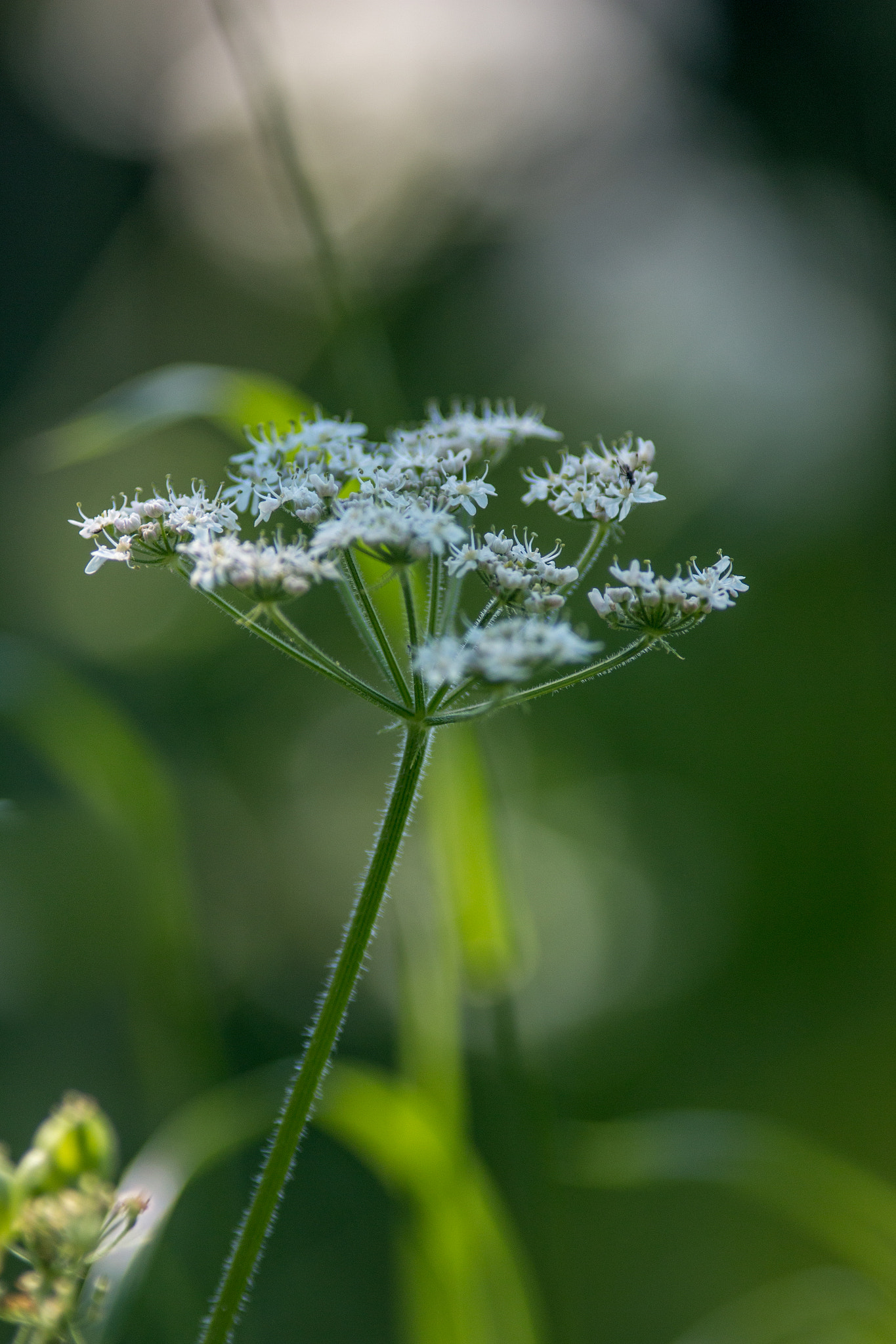 Canon EOS 70D + Canon EF 200mm F2.8L II USM sample photo. Meadow moments ii photography