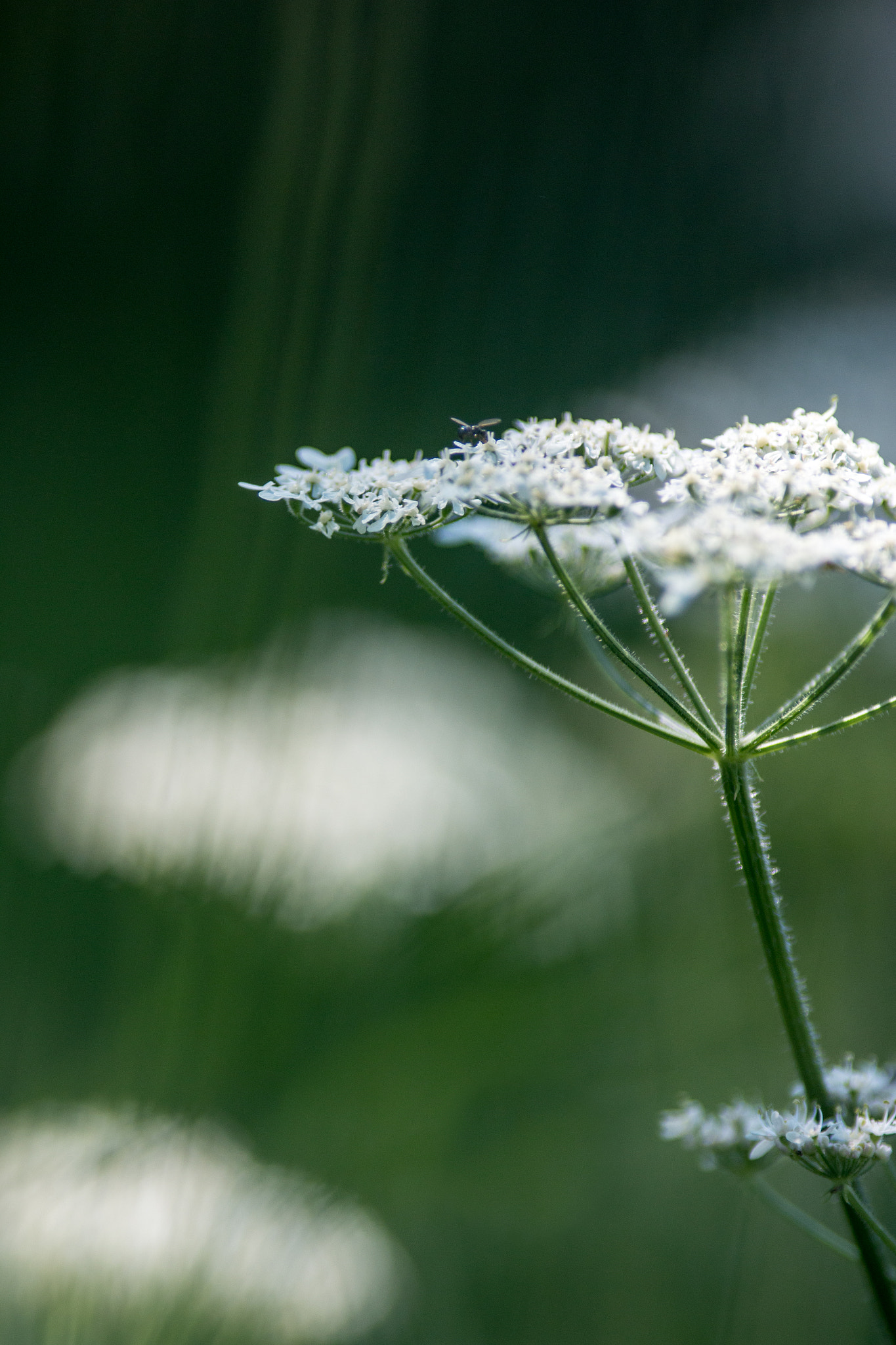 Canon EOS 70D + Canon EF 200mm F2.8L II USM sample photo. Meadow moments photography
