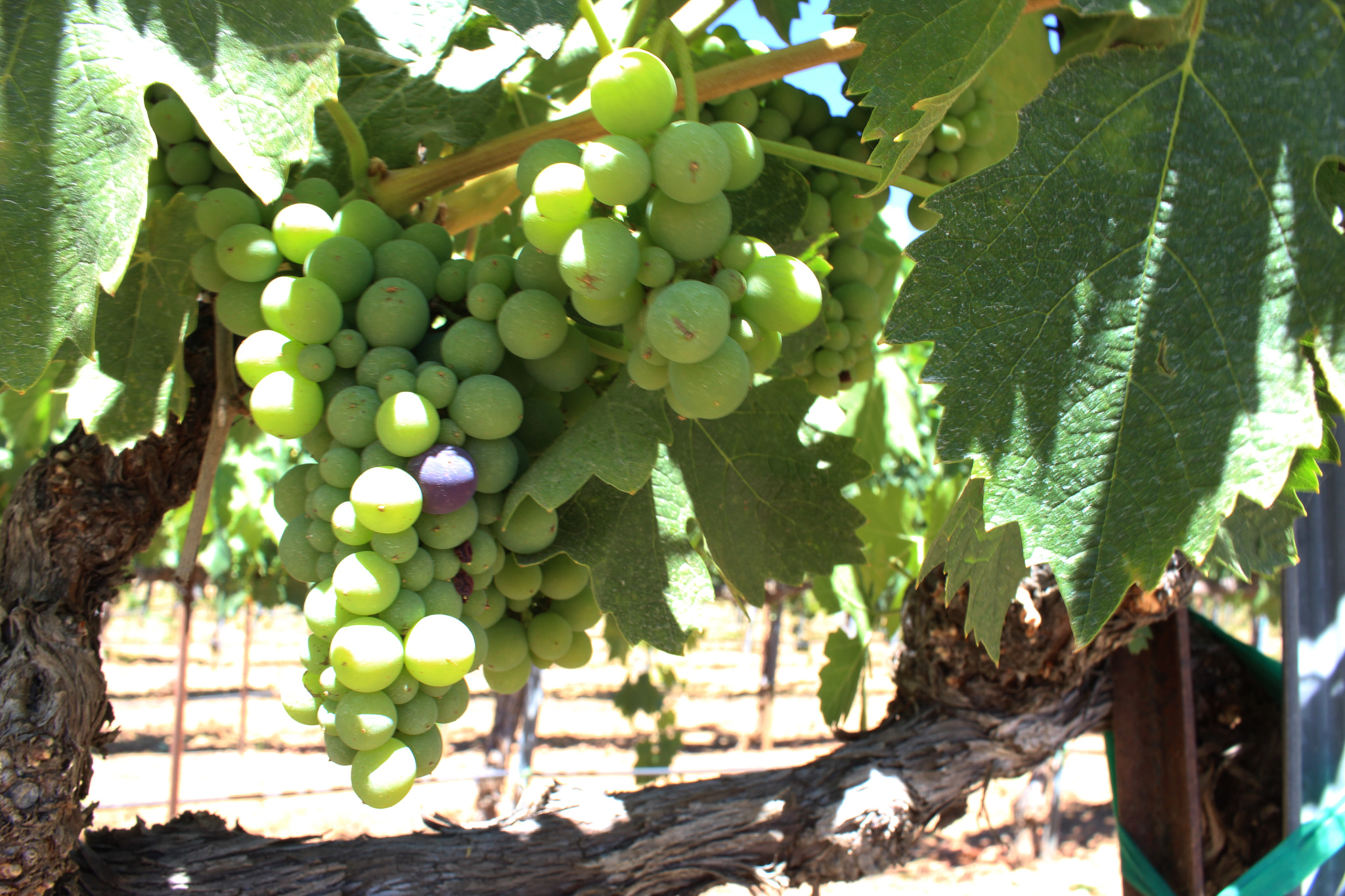 Canon EF-S 18-55mm F3.5-5.6 IS II sample photo. Grapes photography