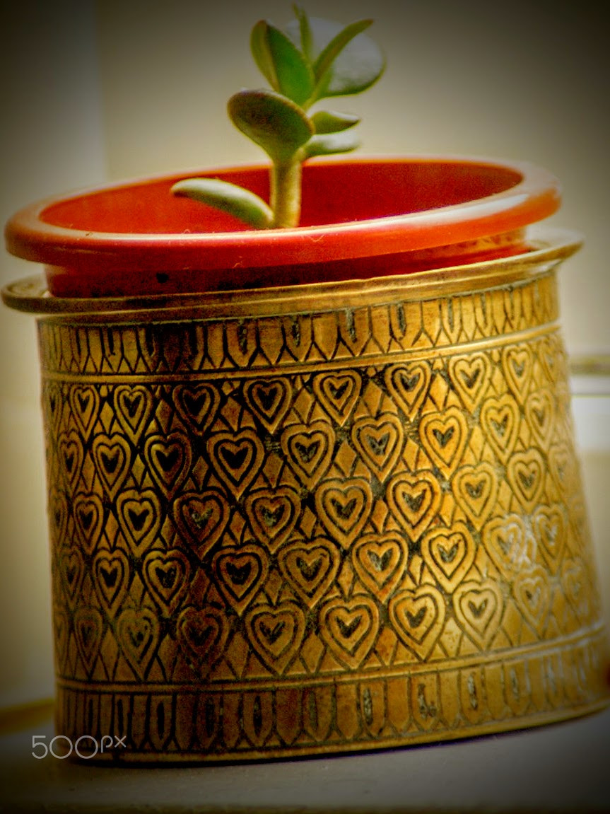 Sony Alpha DSLR-A200 + Tamron Lens (255) sample photo. Brass photography