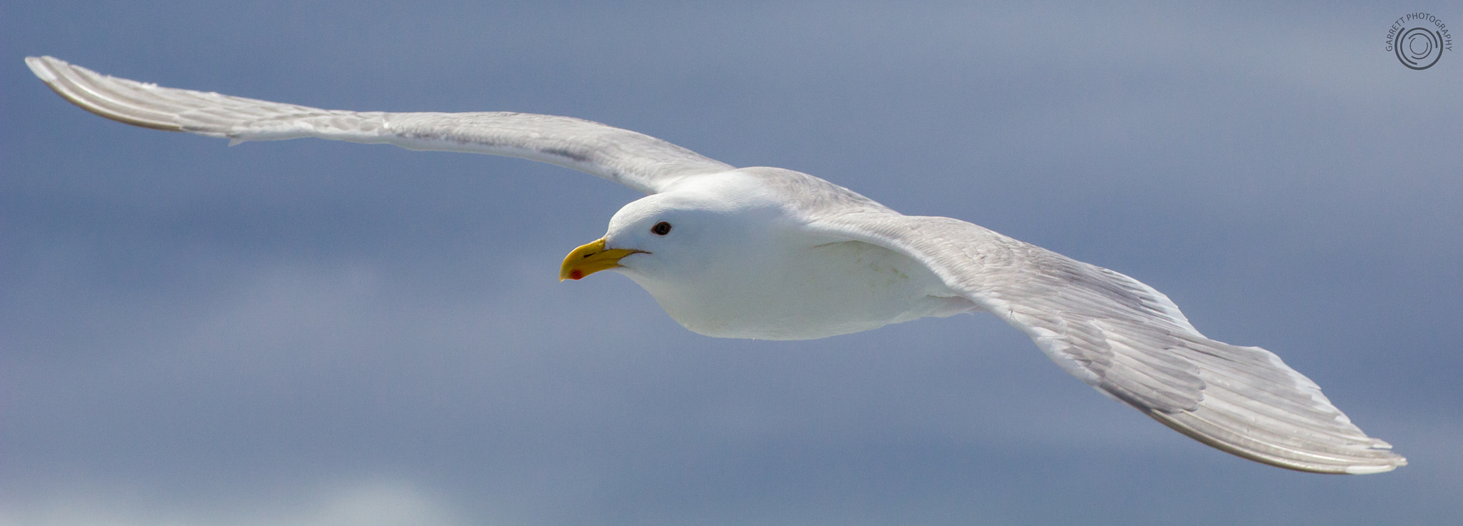Tamron SP 35mm F1.8 Di VC USD sample photo. Wingspan photography