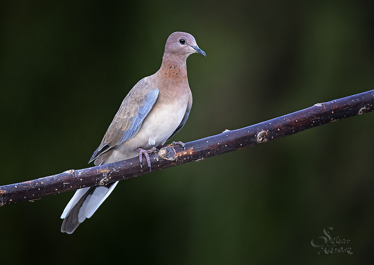 Sigma 150-600mm F5-6.3 DG OS HSM | C sample photo. Laughing dove photography
