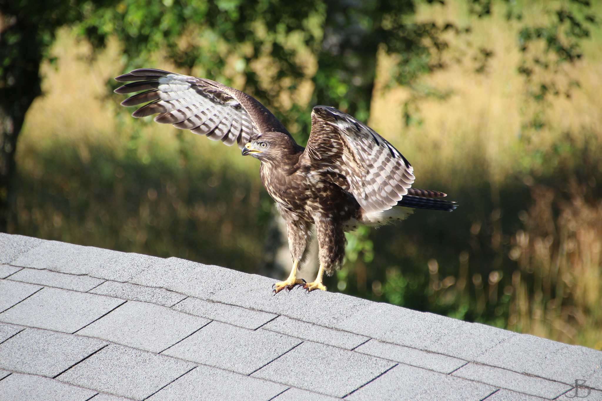 Canon 18-250mm sample photo. 18-250 sigma, canon 700d, photography