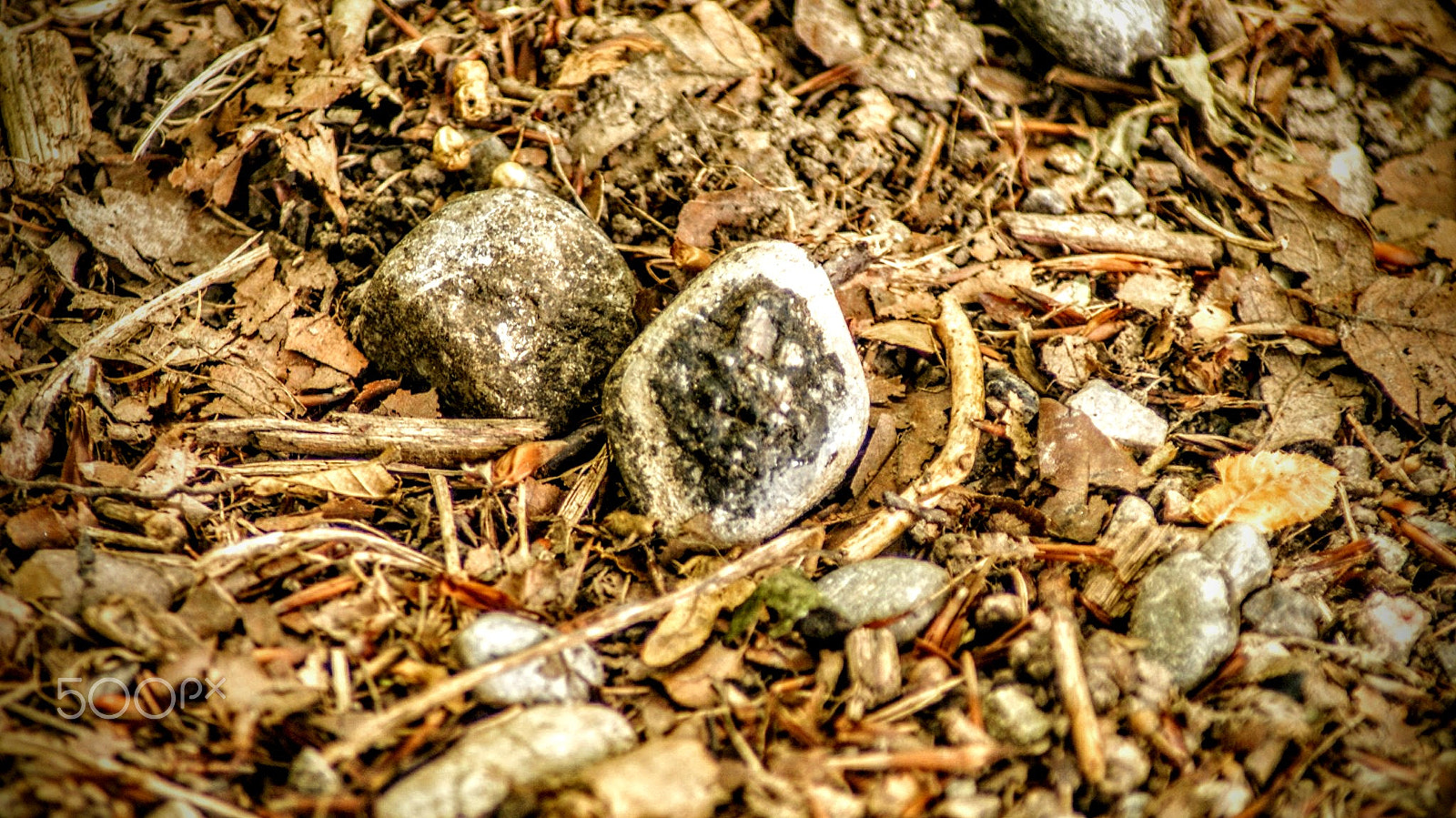 Sony Alpha DSLR-A200 + Tamron Lens (255) sample photo. Diamonds in the rough photography