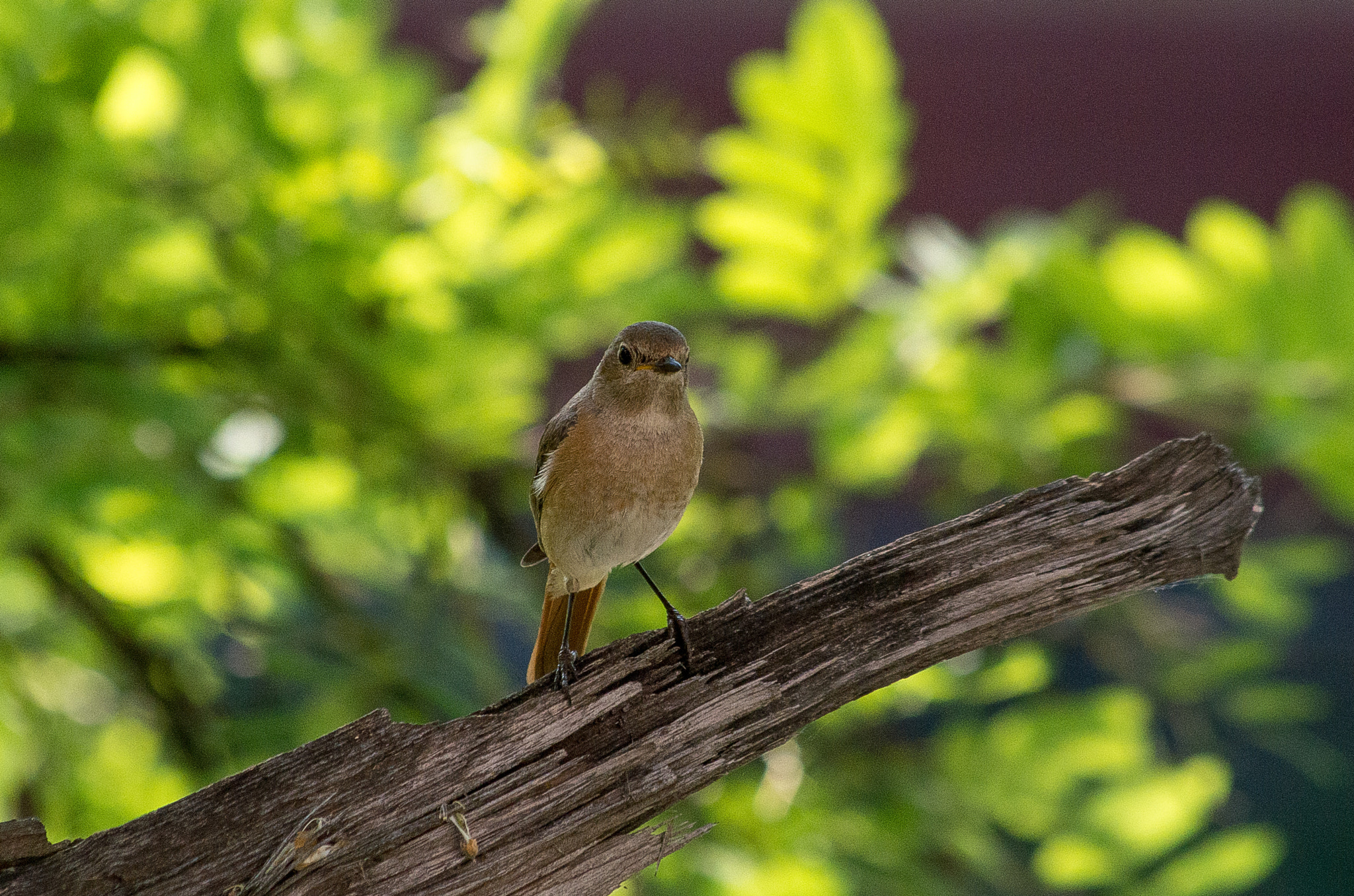 HD Pentax DA 55-300mm F4.0-5.8 ED WR sample photo. Common redstart // phoenicurus phoenicurus photography