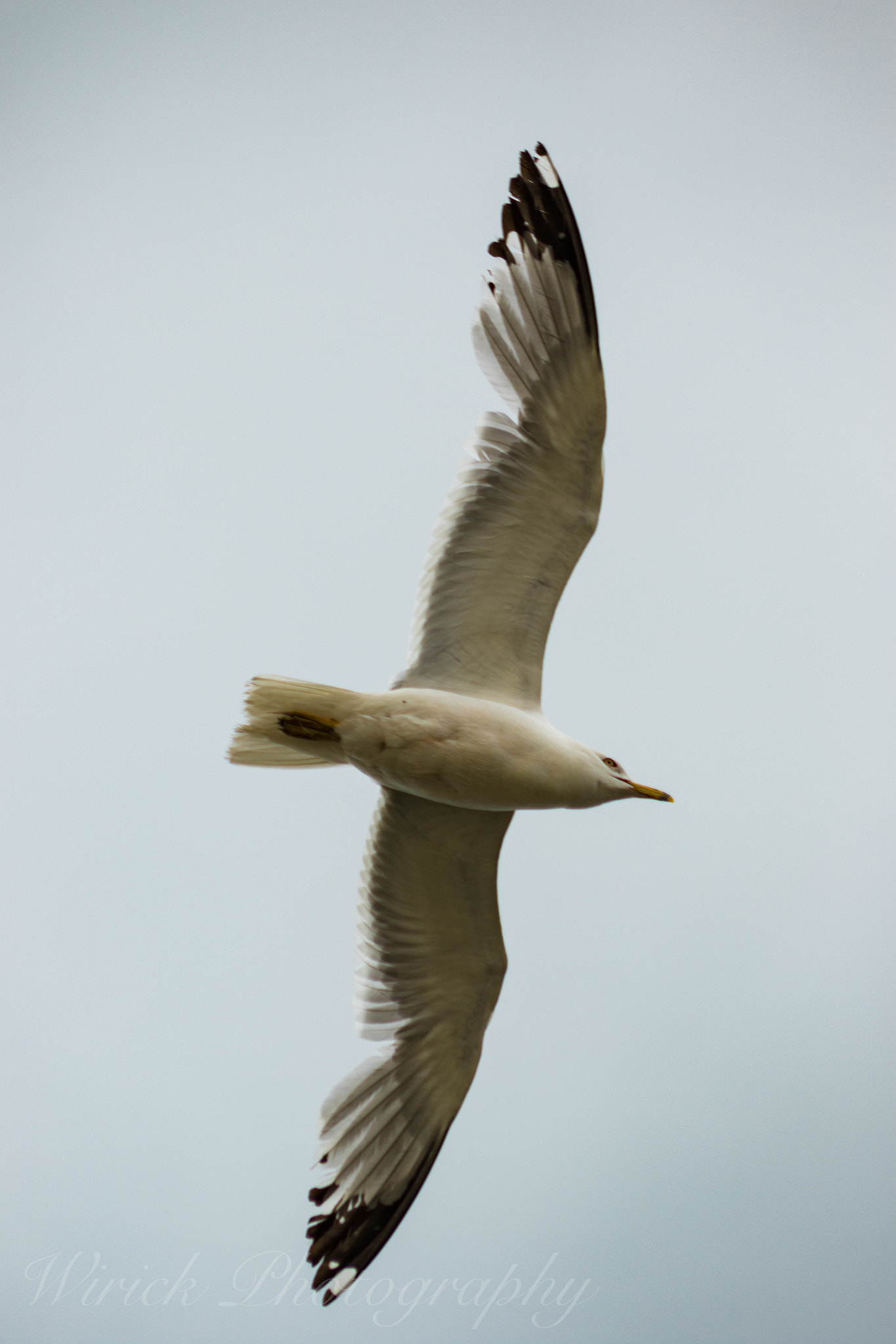 EF75-300mm f/4-5.6 sample photo. Gulls photography