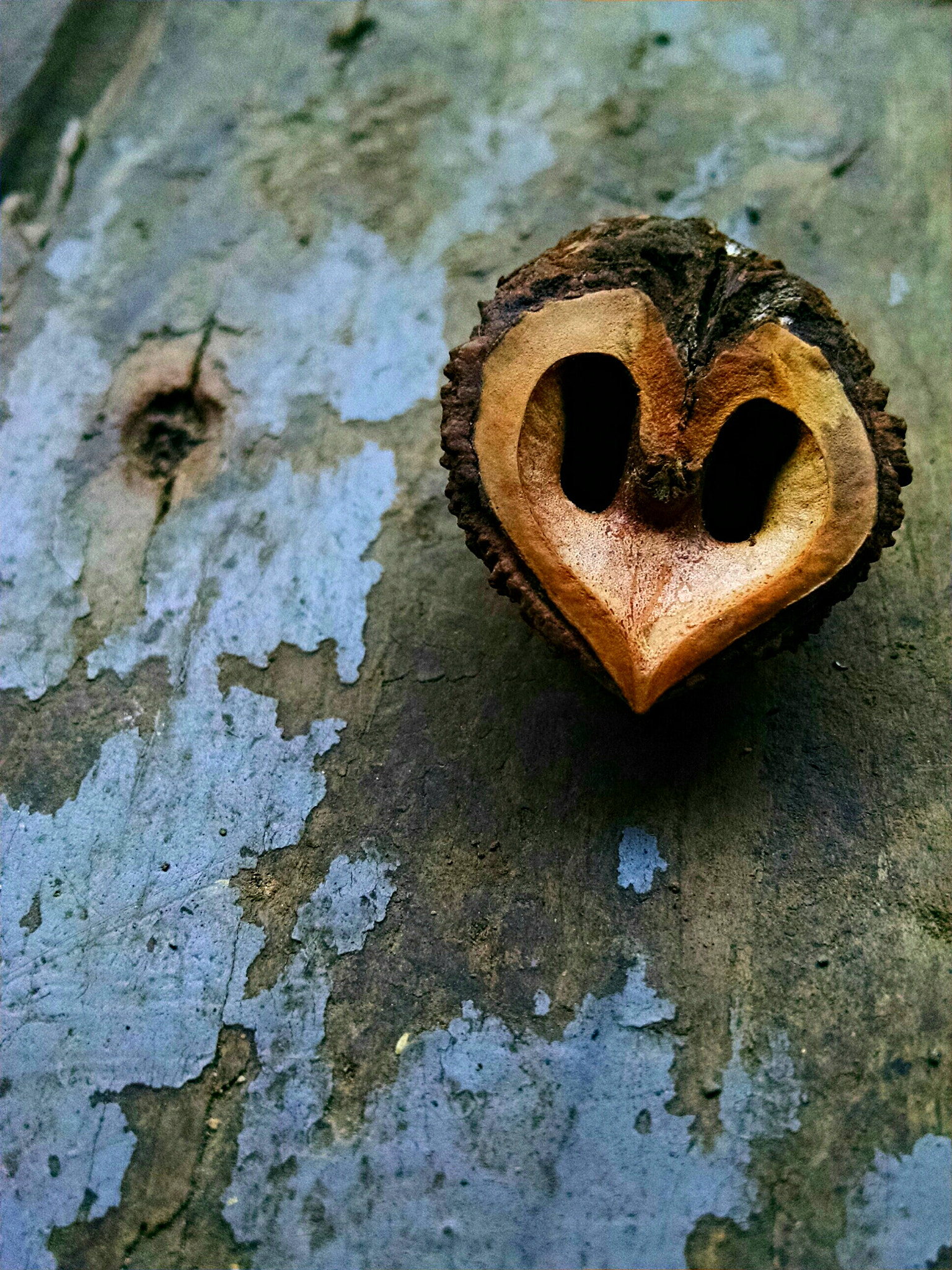 Motorola Droid Mini sample photo. Black walnut  photography