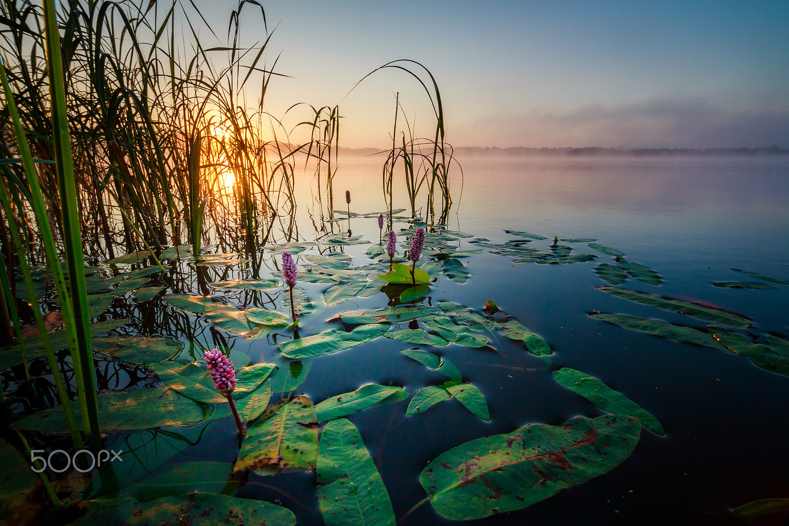 Sigma 10-20mm F3.5 EX DC HSM sample photo. Follow the sun photography