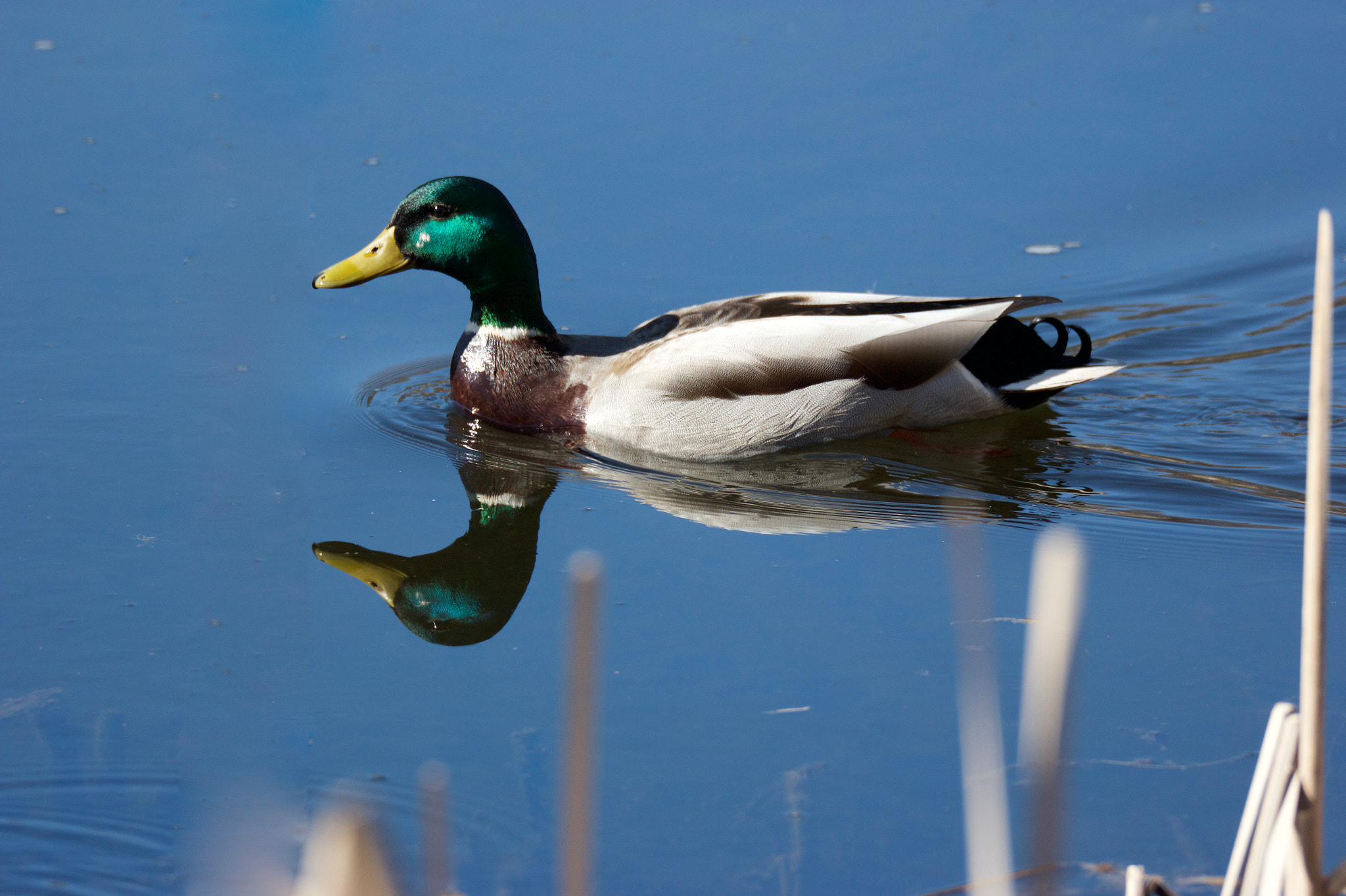 Sigma 150mm f/2.8 EX DG OS HSM APO Macro sample photo. Canard colvert photography