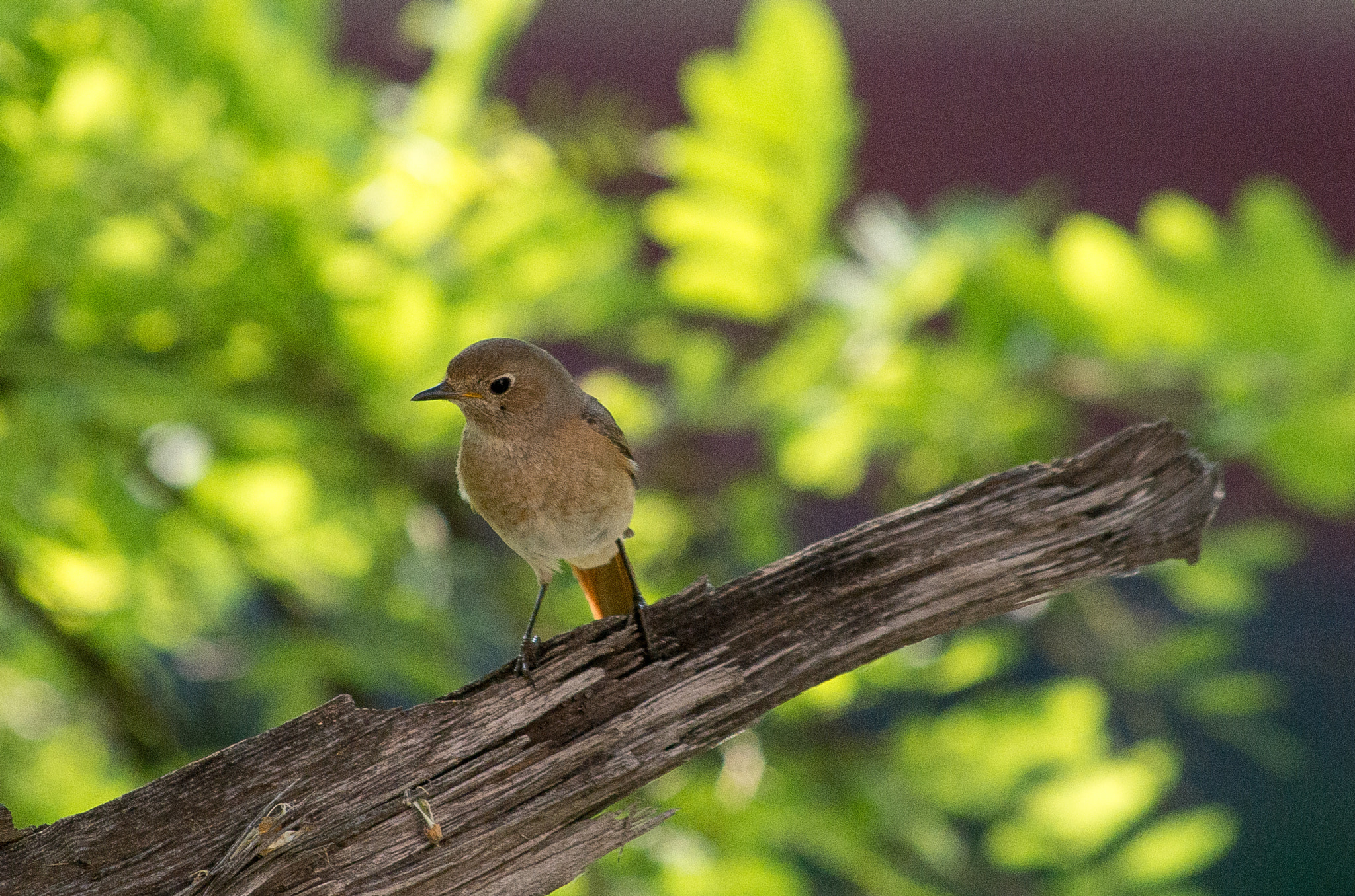 HD Pentax DA 55-300mm F4.0-5.8 ED WR sample photo. Common redstart // phoenicurus phoenicurus photography