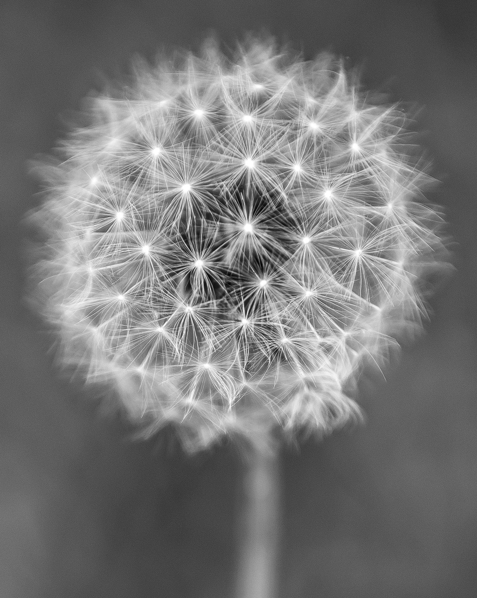 Pentax K-5 II sample photo. Macro photography