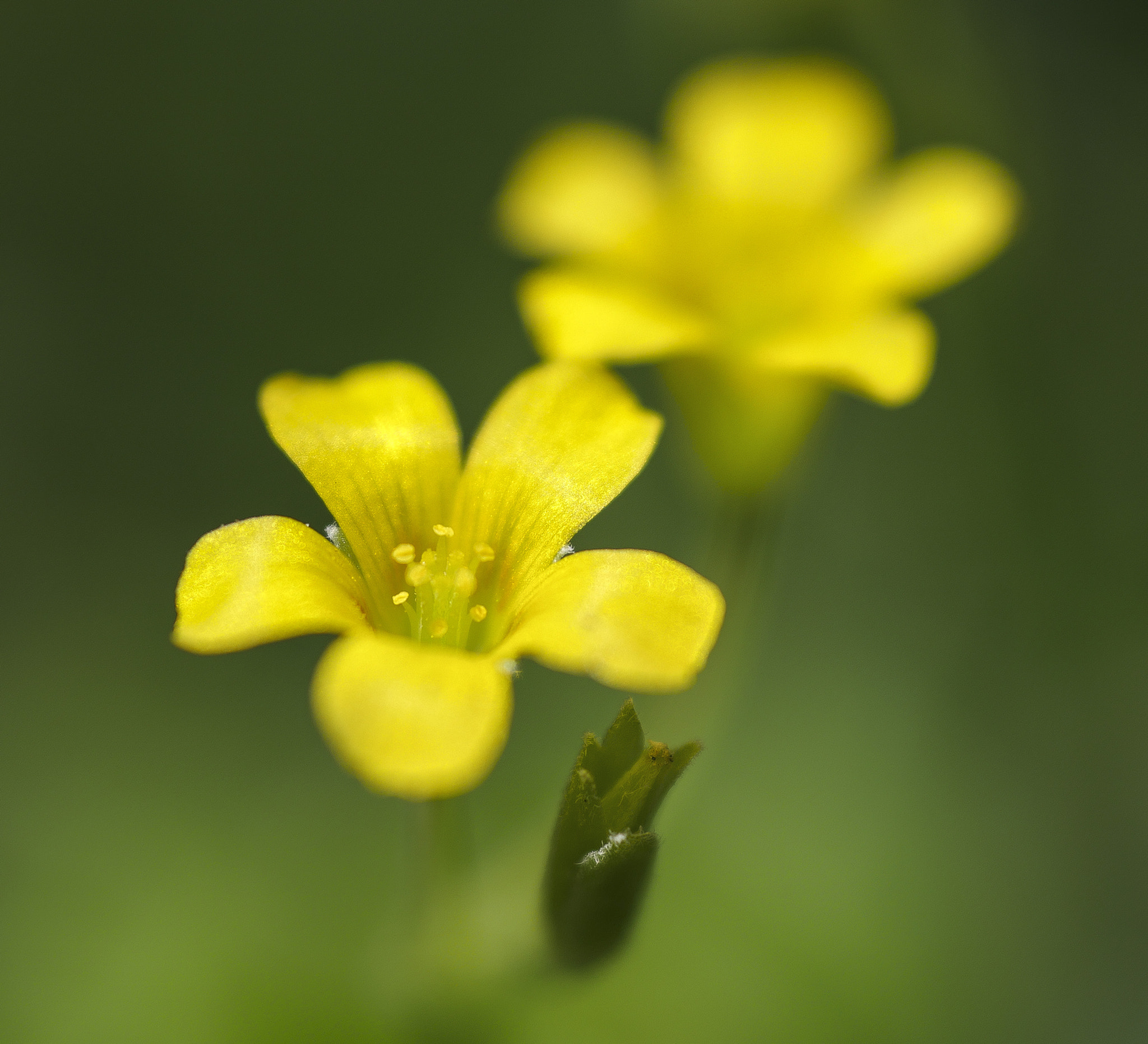 Panasonic Lumix DMC-GX8 + Sigma 60mm F2.8 DN Art sample photo. Flower photography