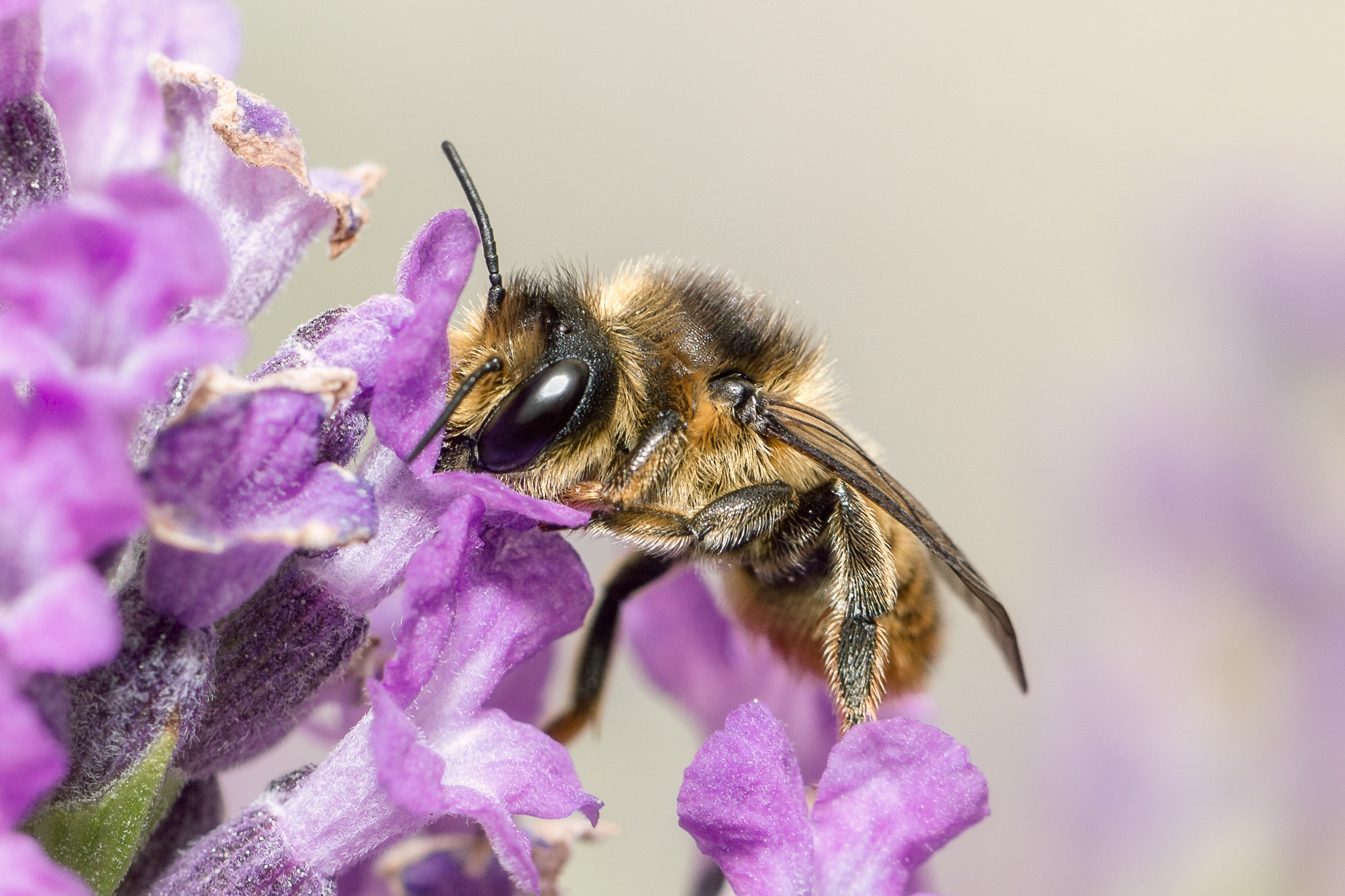Canon EOS 550D (EOS Rebel T2i / EOS Kiss X4) sample photo. Honey bee photography