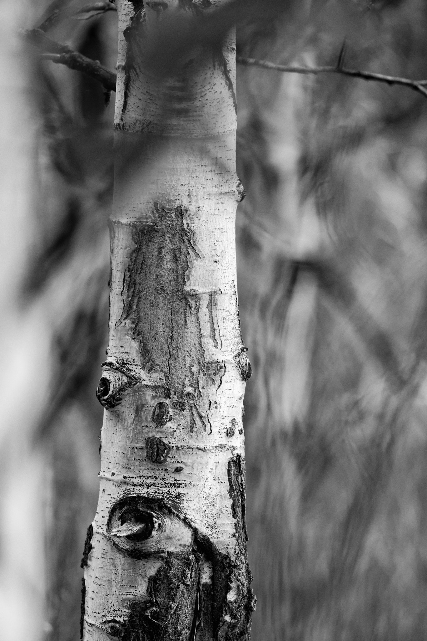 Pentax K-1 + Pentax smc DA* 300mm F4.0 ED (IF) SDM sample photo. Aspen bark detail photography