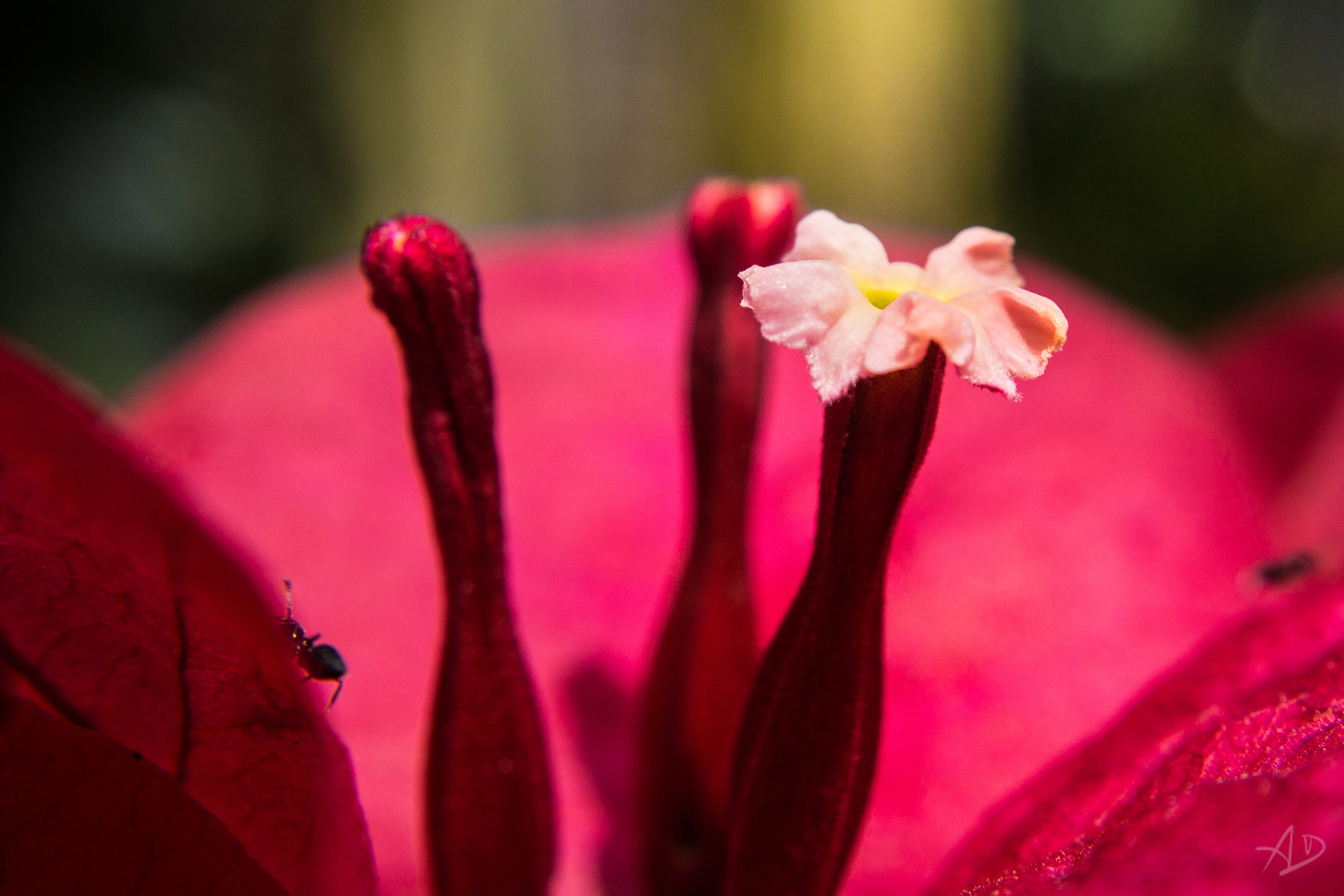 Samsung NX 20-50mm F3.5-5.6 ED sample photo. Florecilla photography