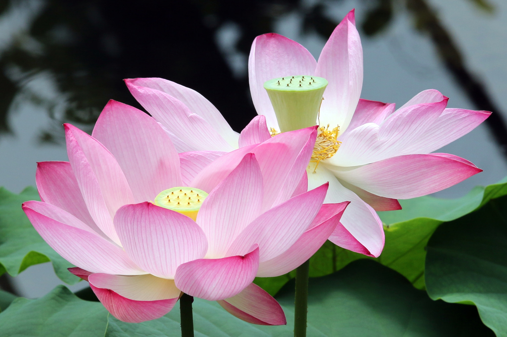 Canon EOS 70D + Sigma 50-500mm F4.5-6.3 DG OS HSM sample photo. Pink lotus photography