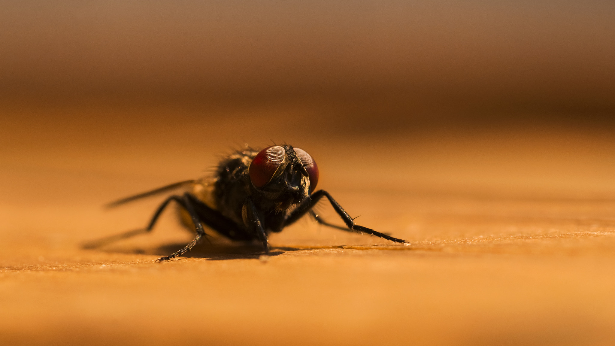 Nikon D7100 + AF Micro-Nikkor 60mm f/2.8 sample photo. Fly photography