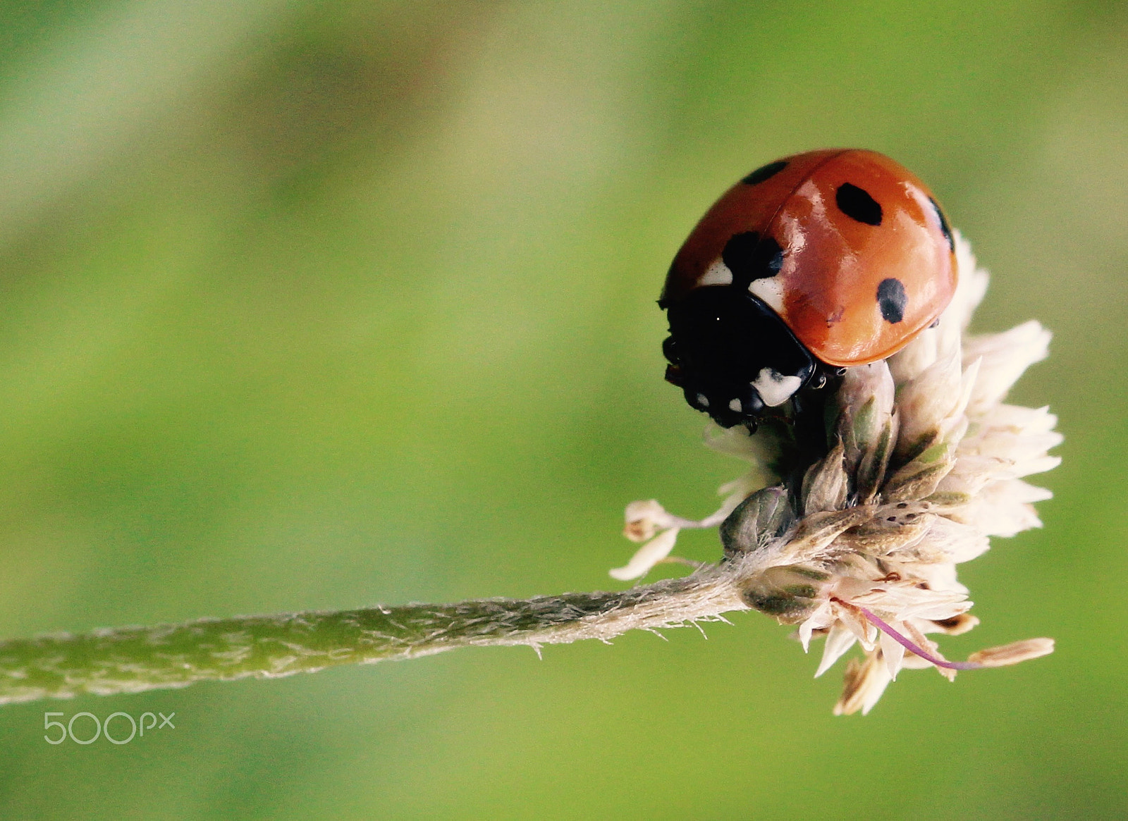 Sigma 105mm F2.8 EX DG Macro sample photo. Gymnastics photography