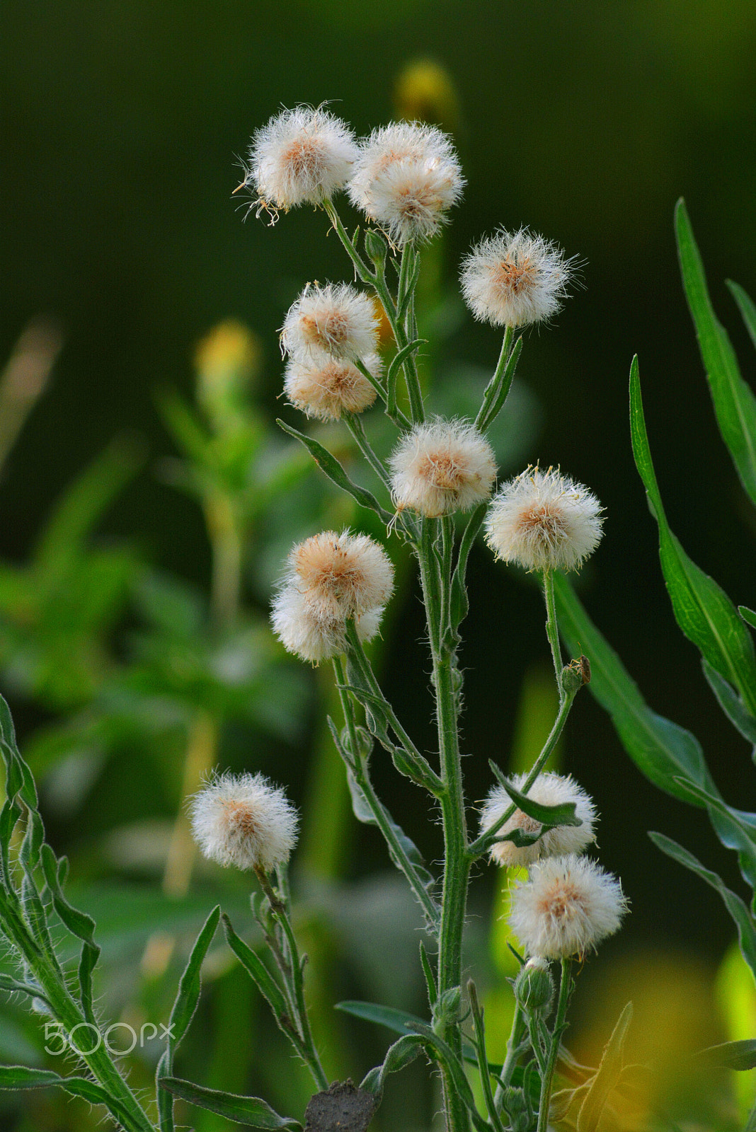 Nikon AF Nikkor 70-300mm F4-5.6G sample photo. Flying seeds photography