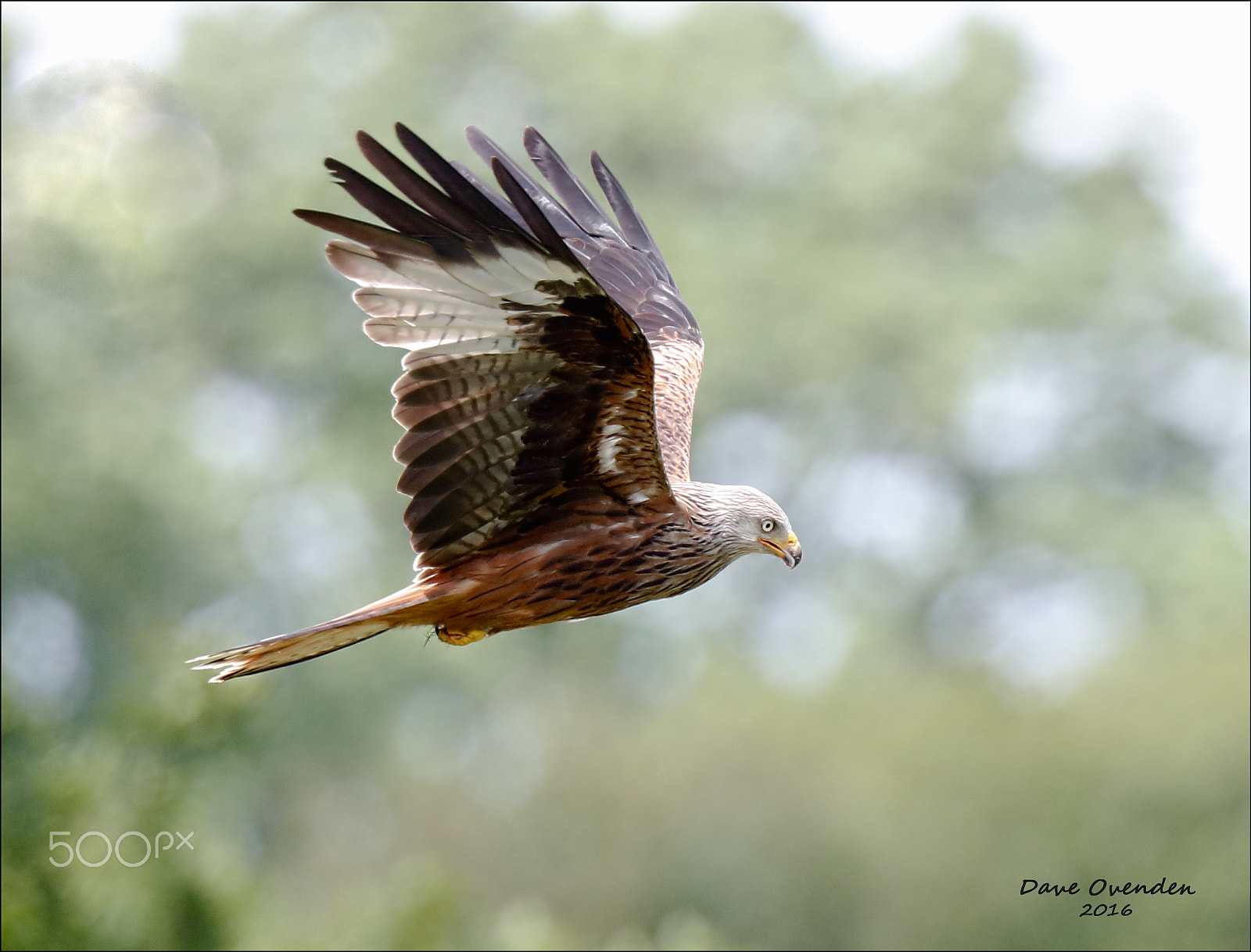 Canon EF 300mm F2.8L IS II USM sample photo. Red kite photography