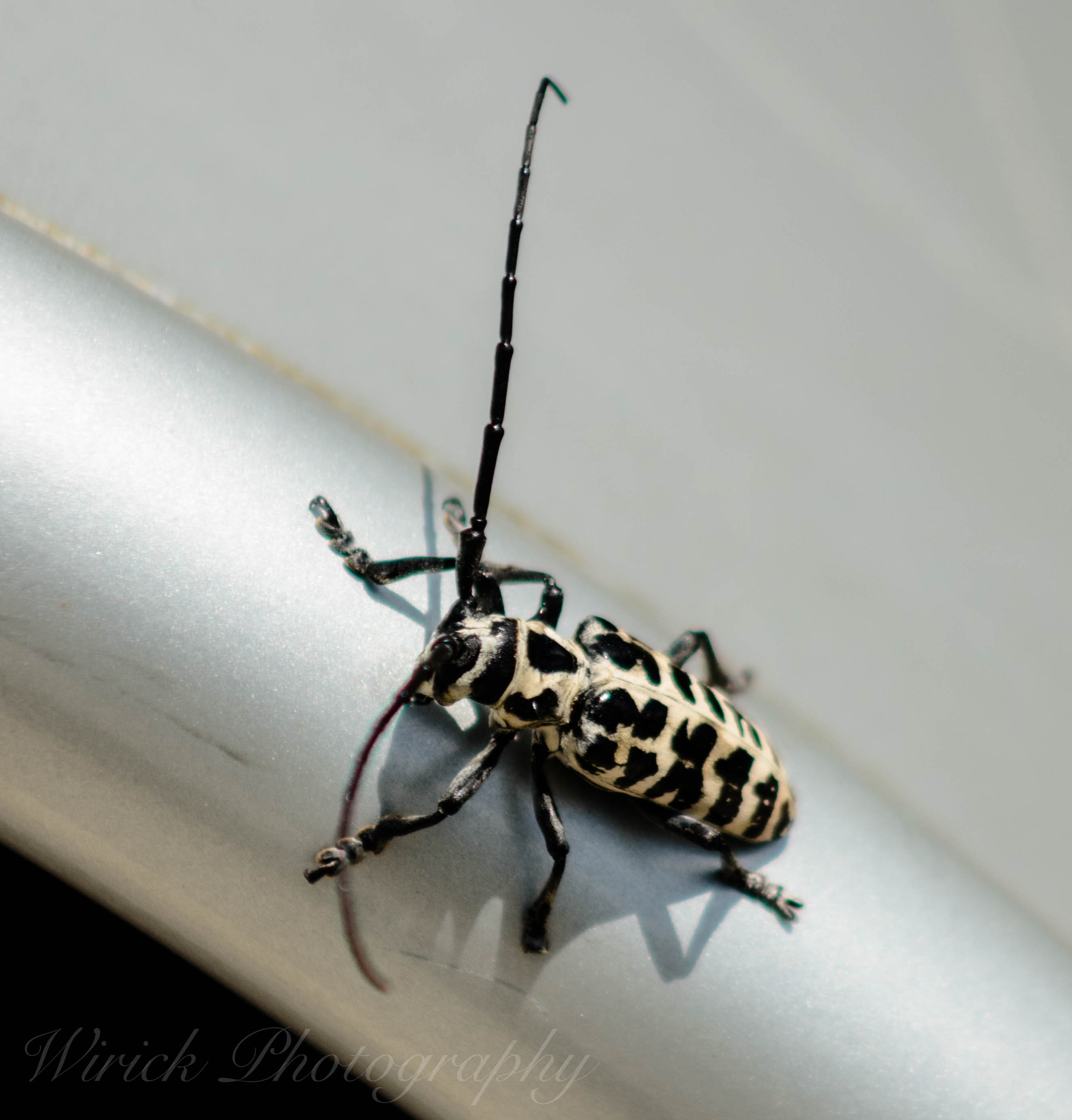 EF75-300mm f/4-5.6 sample photo. Bugs life photography