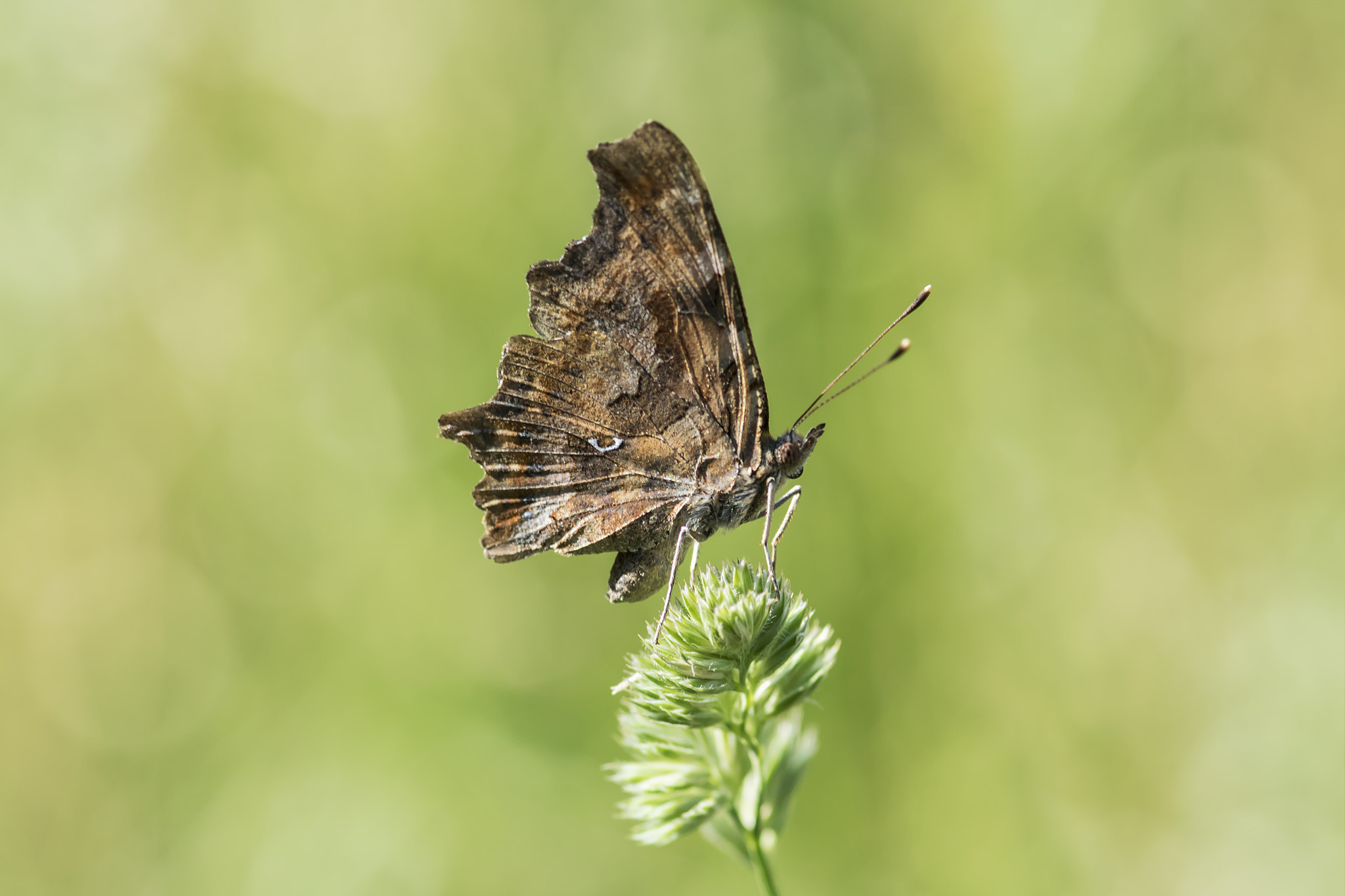 Nikon AF-S Micro-Nikkor 105mm F2.8G IF-ED VR sample photo. Butterfly photography
