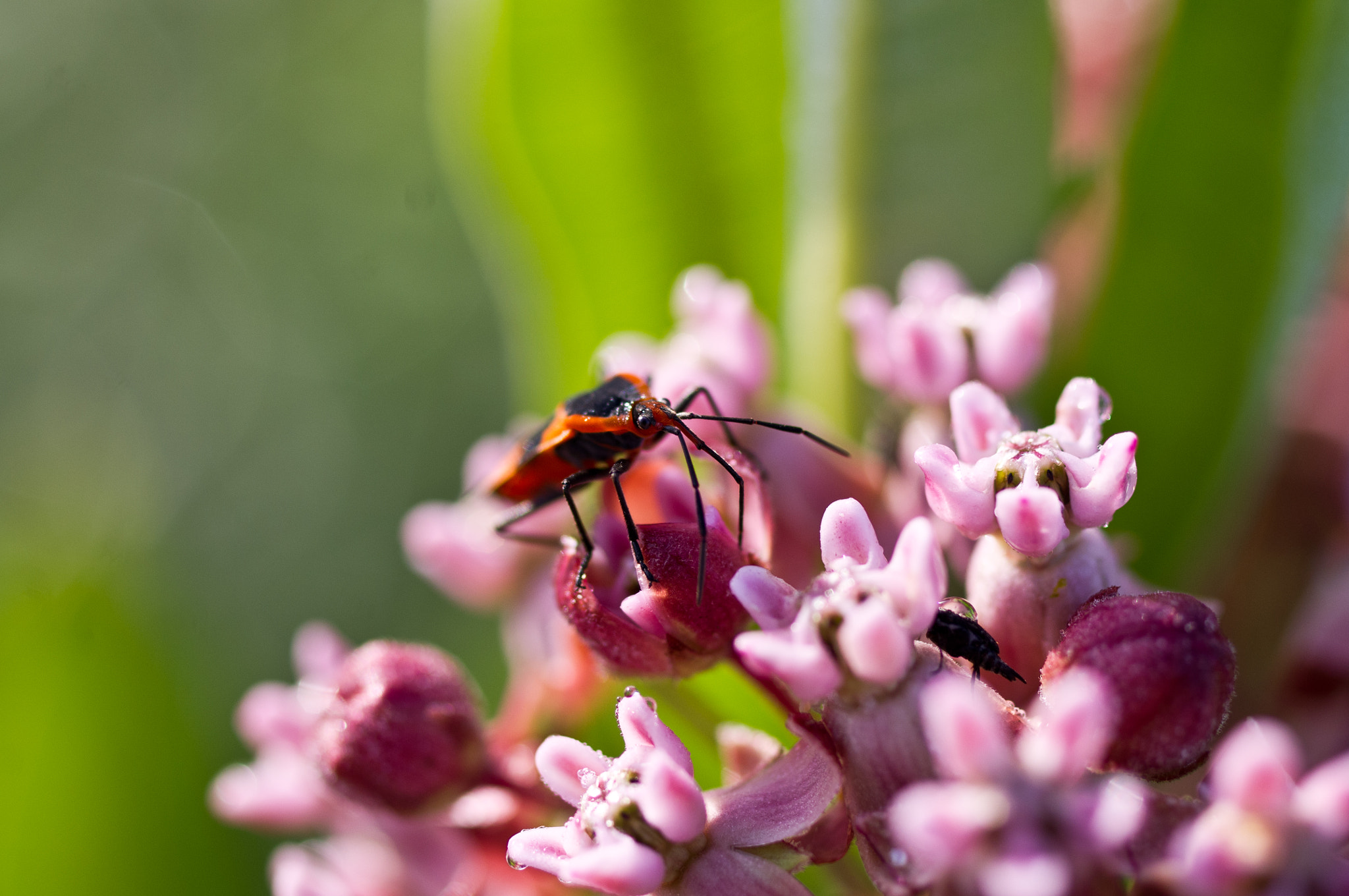 Pentax smc D-FA 50mm F2.8 Macro sample photo. Morning meal photography