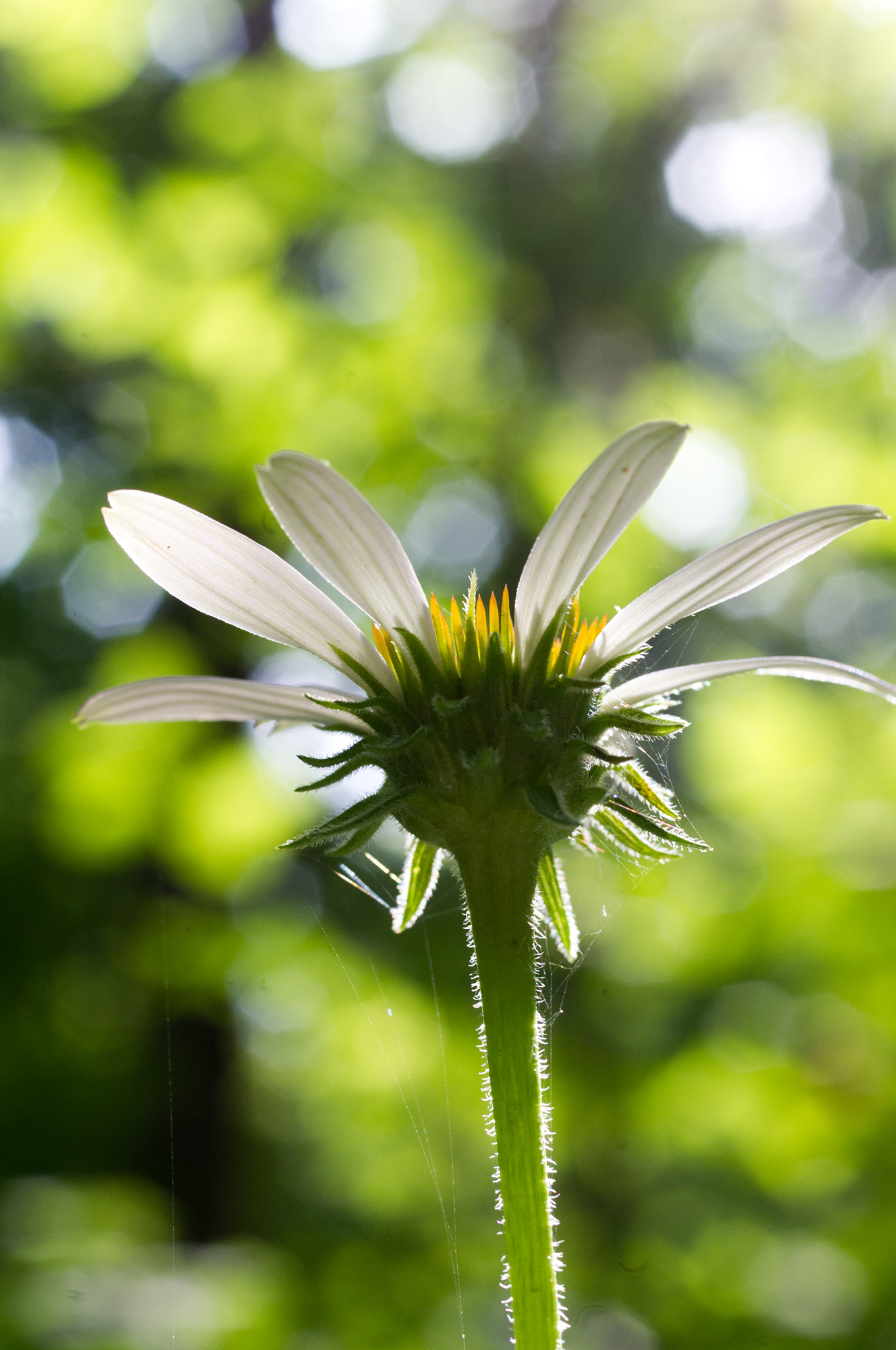 Pentax K-x + Pentax smc D-FA 50mm F2.8 Macro sample photo. Reaching for the sunlight photography