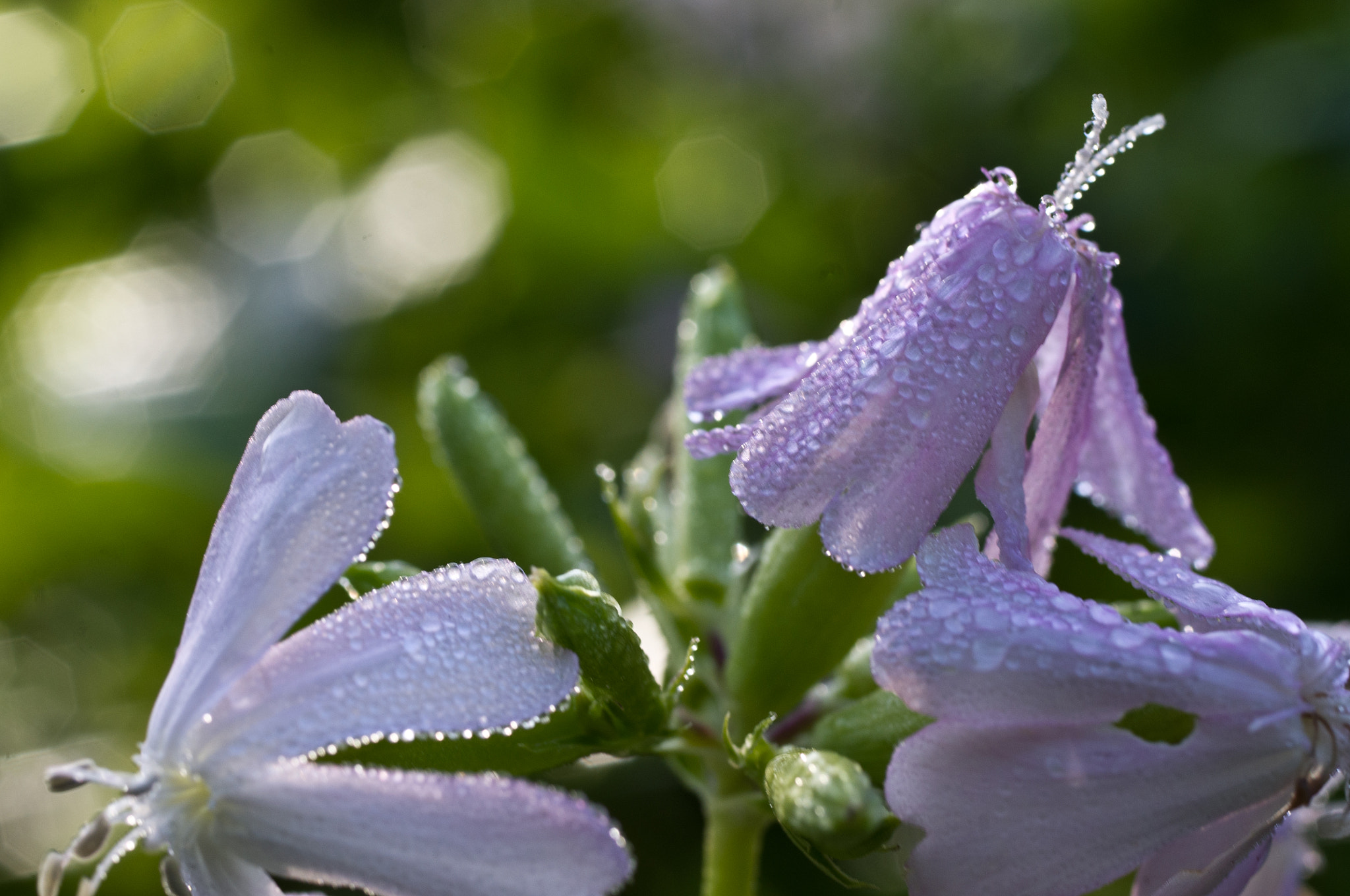 Pentax K-x + Pentax smc D-FA 50mm F2.8 Macro sample photo. Morning dew photography